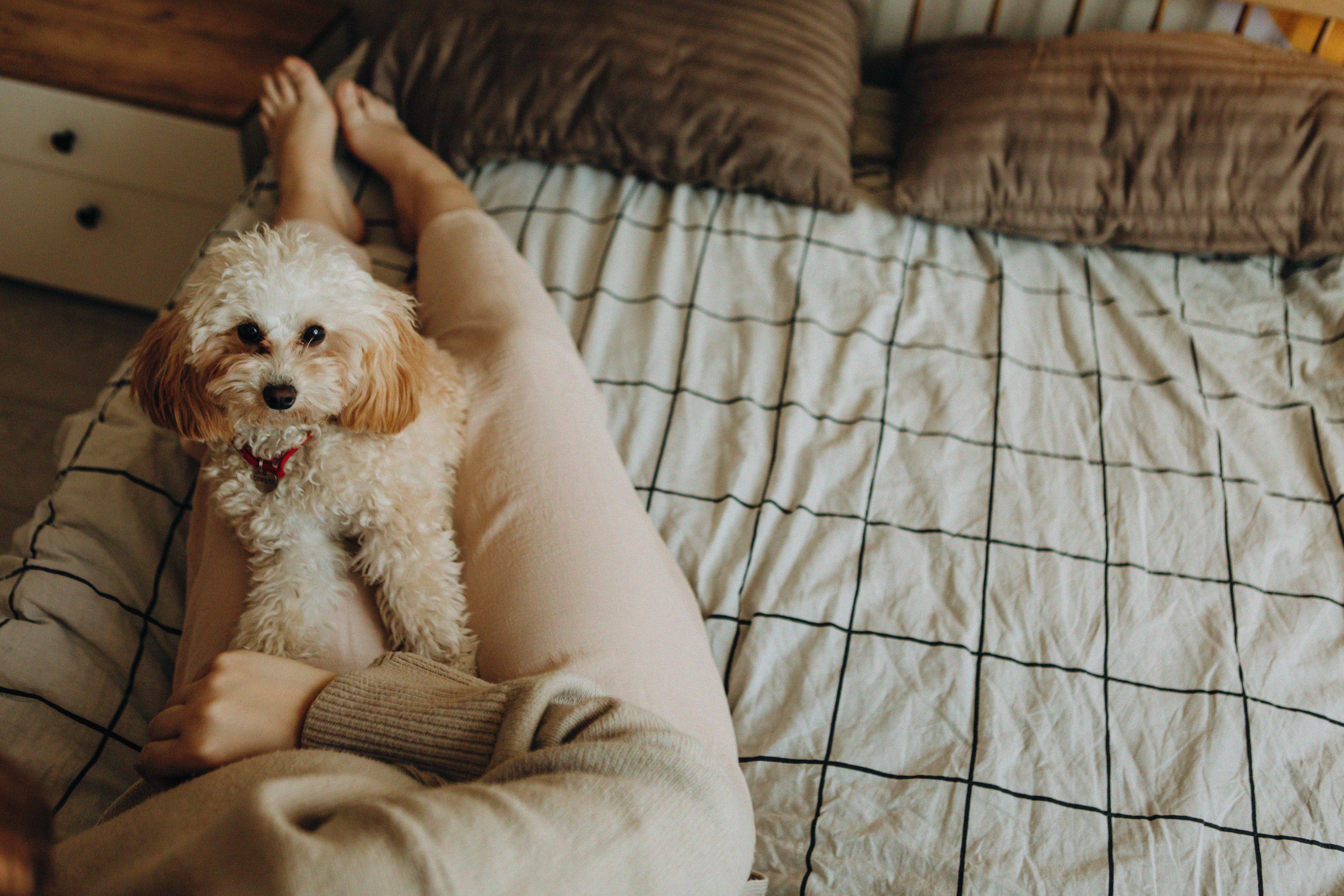 Таня и Оливка. Свадебный и семейный фотограф Арестенко Анастасия