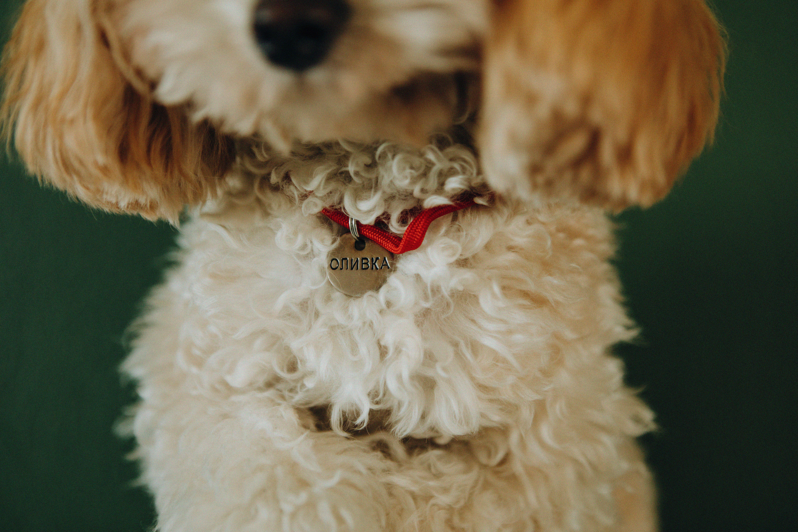 Таня и Оливка. Свадебный и семейный фотограф Арестенко Анастасия