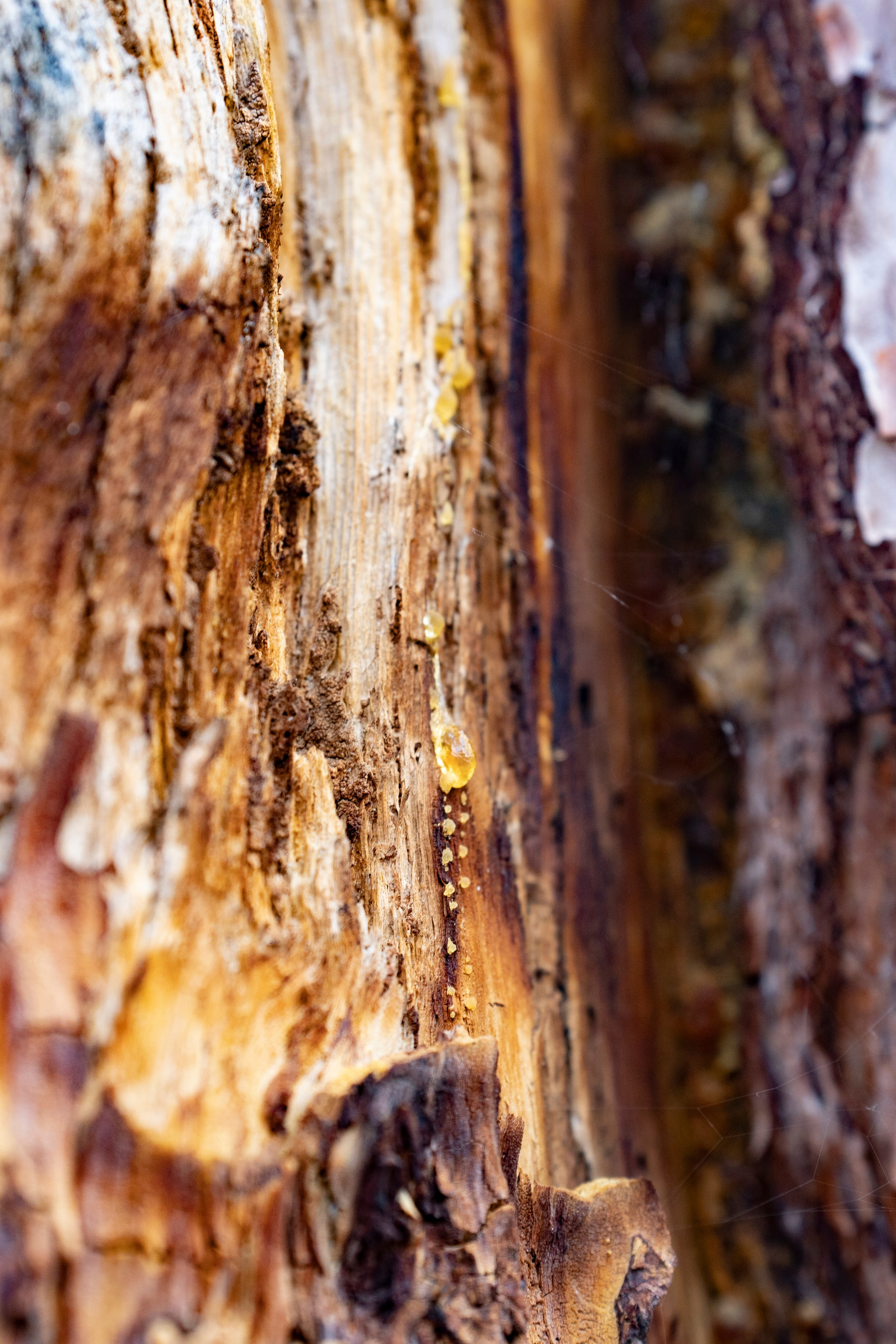 Дерево на Ольхоне