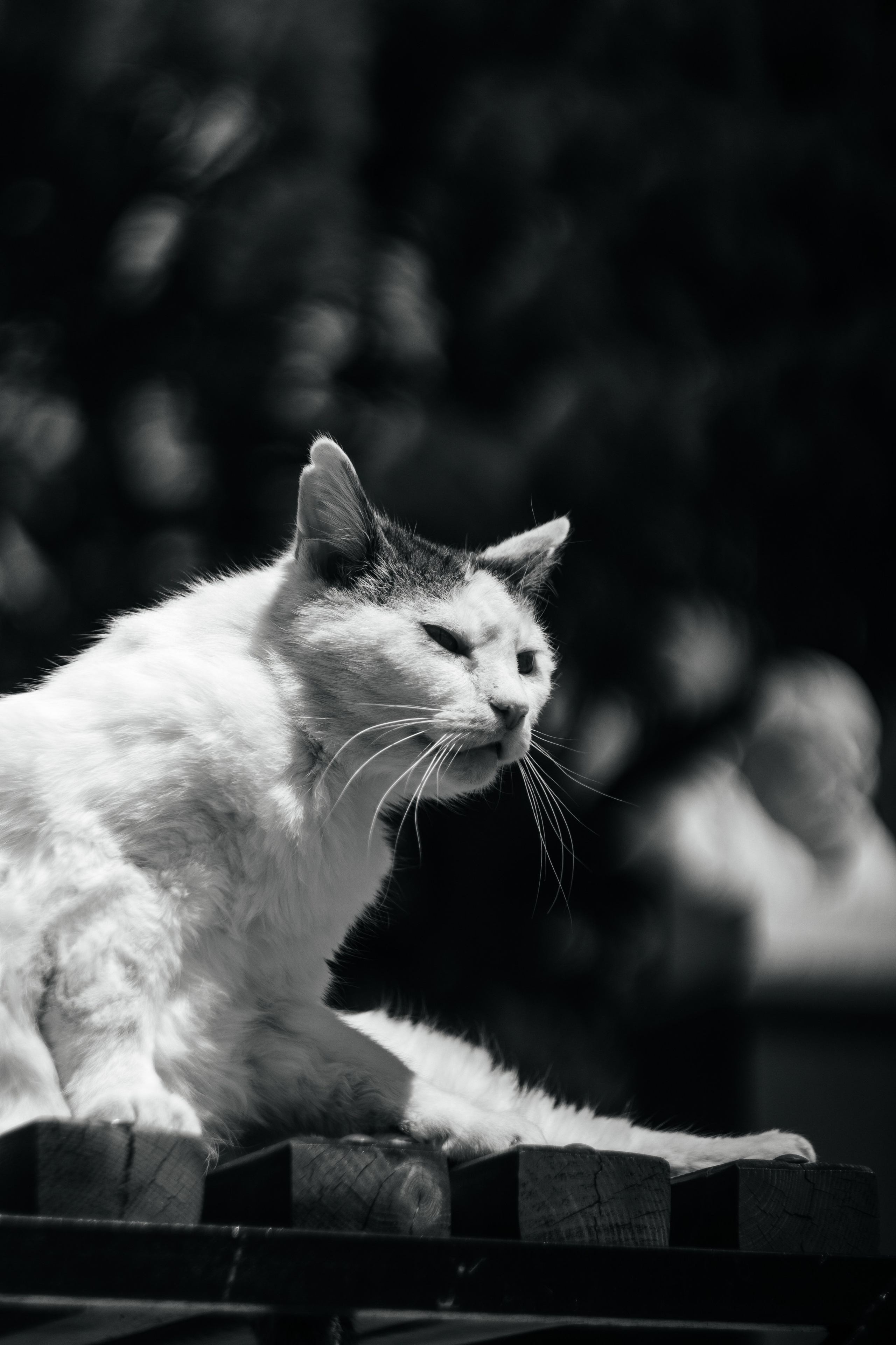 Helios. Photographer Mary Matveenko
