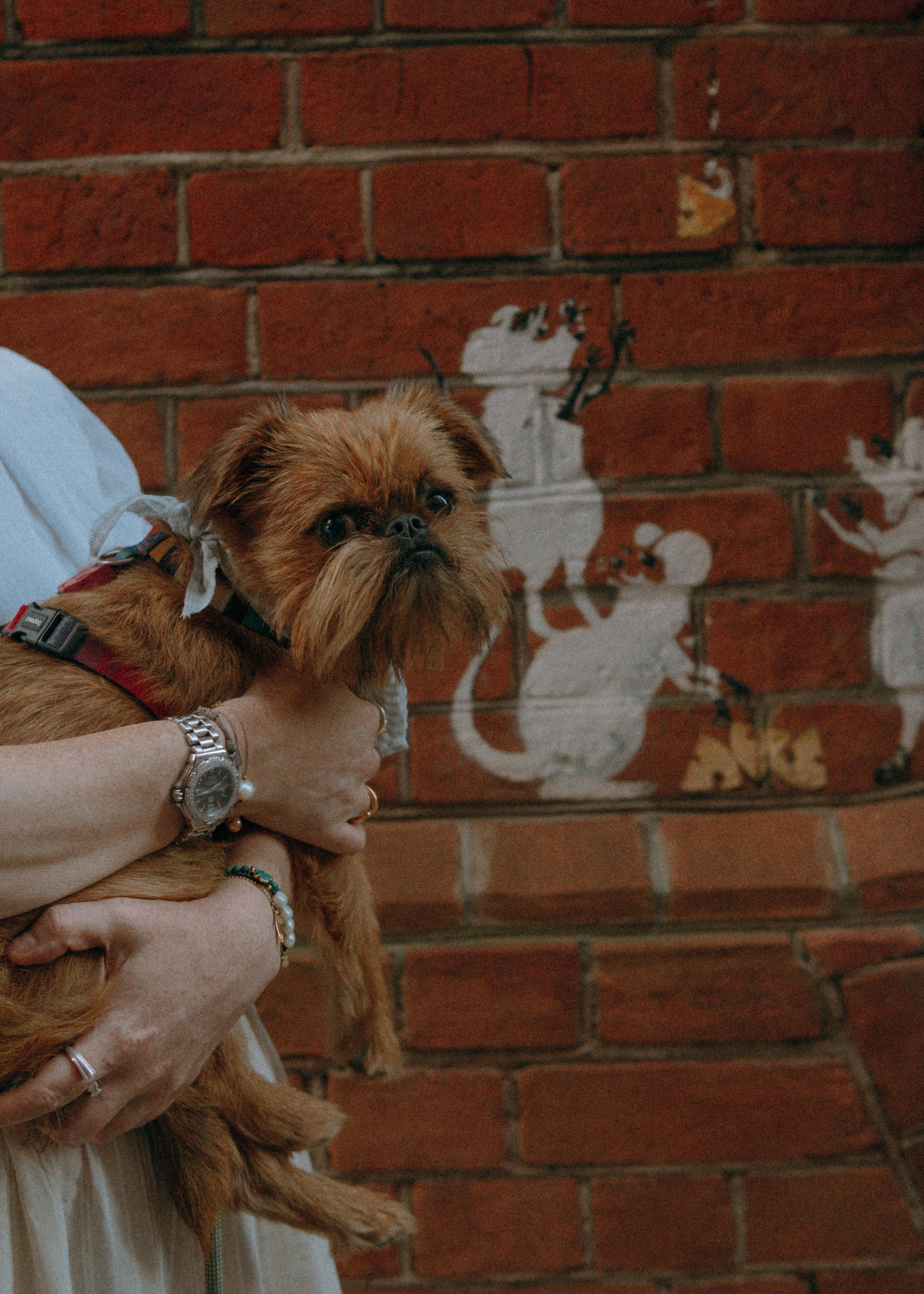 Лена и Альфи. Фотограф-анималист Ксения Воробьева, Москва