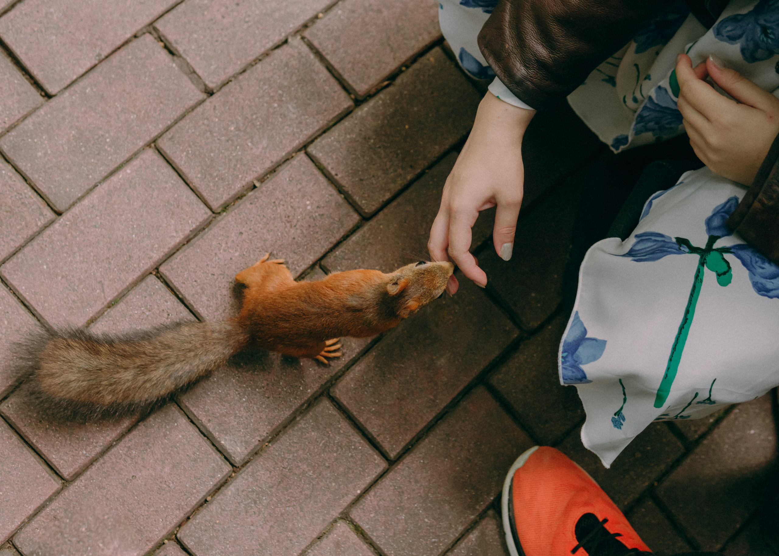 Свадебная лавстори Димы и Милены. Фотограф-анималист Ксения Воробьева, Москва