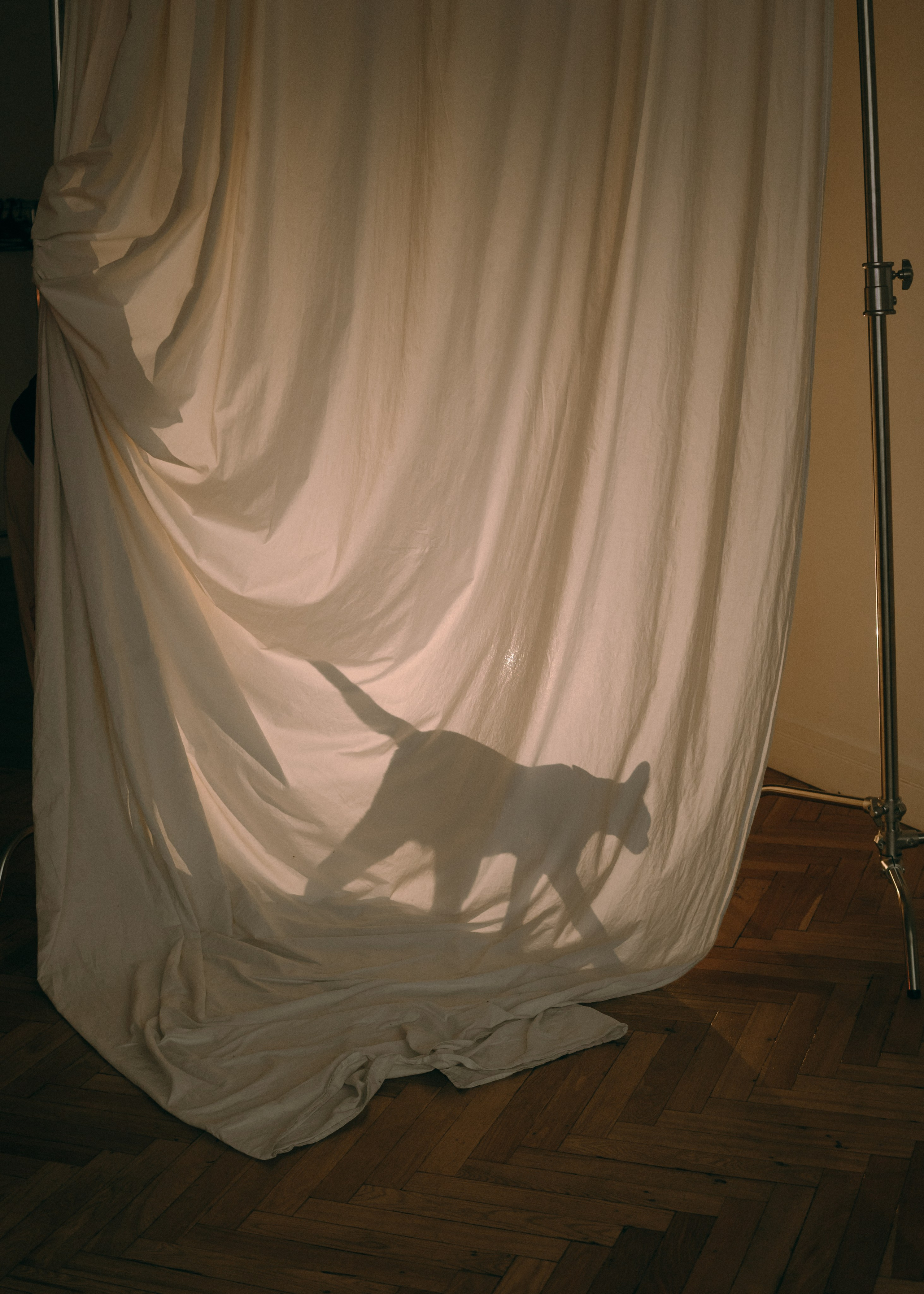 Амина, Булат и Орион. Фотограф-анималист Ксения Воробьева, Москва