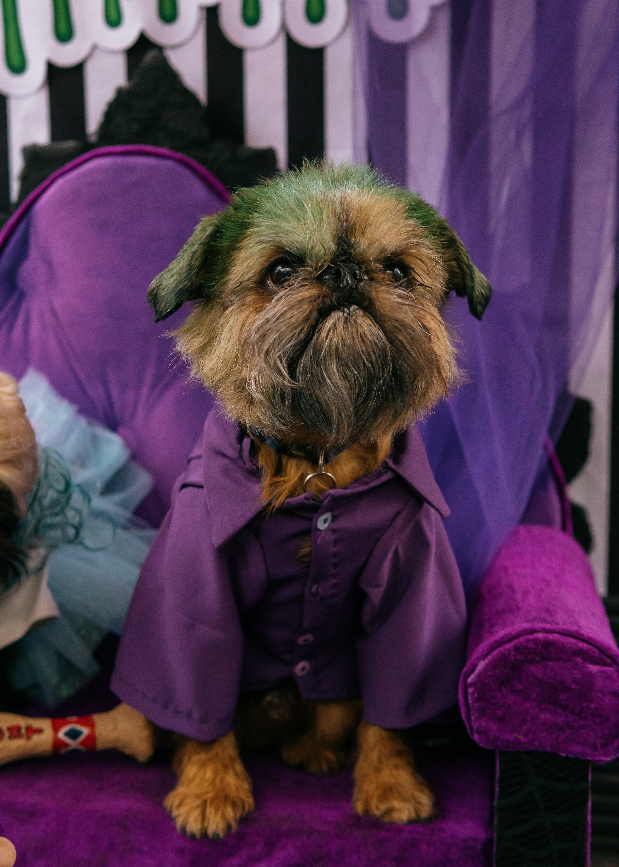 Тематическая встреча породников «Griffween». Фотограф-анималист Ксения Воробьева, Москва