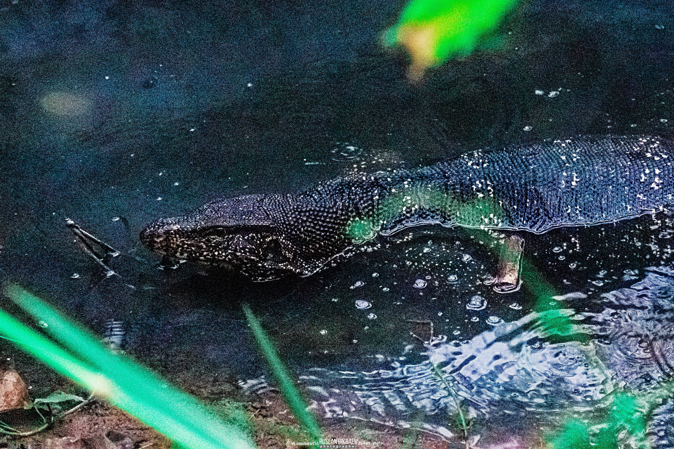 ШРИ-ЛАНКА 2025 / SRI LANKA 2025. Главная