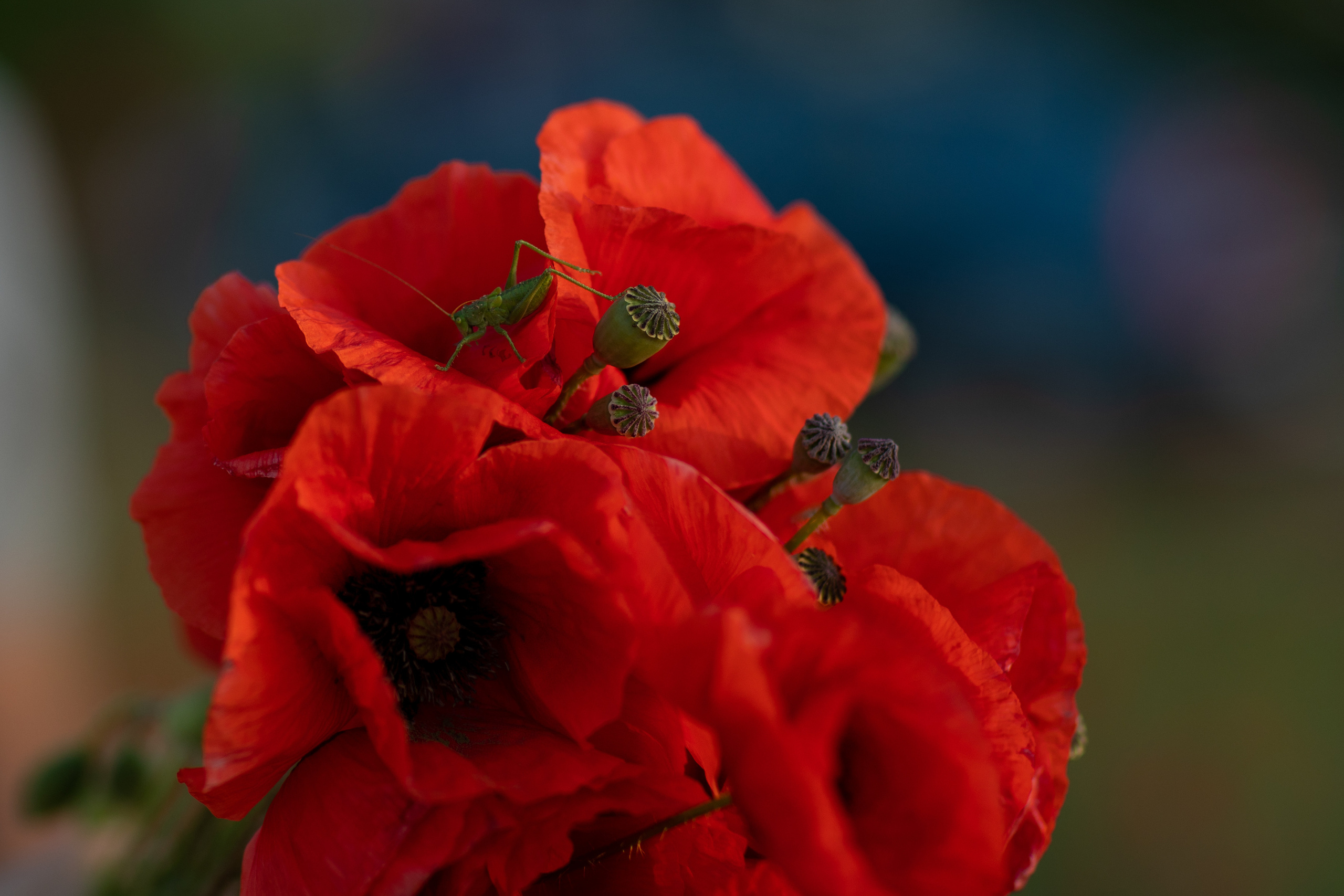 Фотопрогулка. Фотограф новорождённых Псков