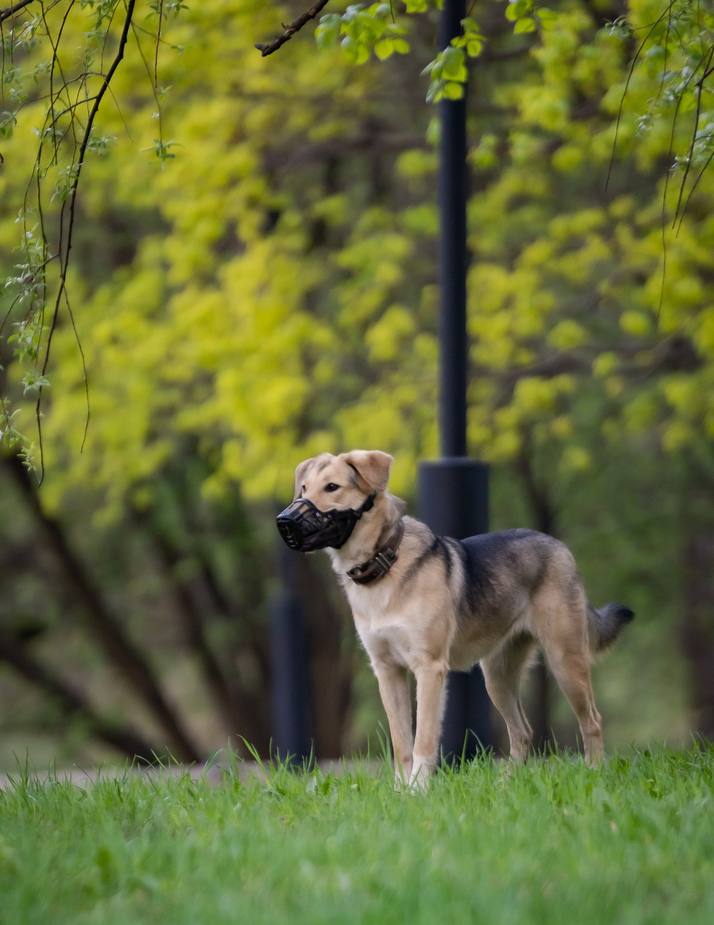 Животные. Фотограф Владимир Охрименко
