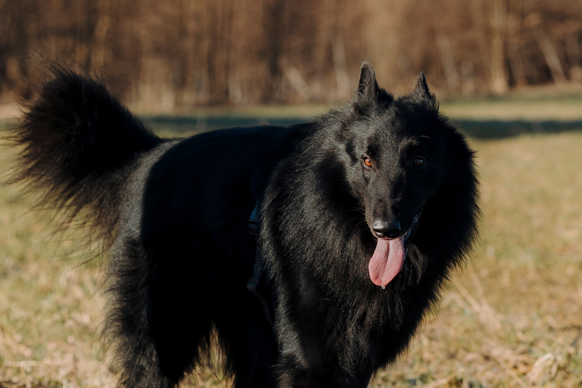 Смена в «DogCamp». Анастасия Белаш