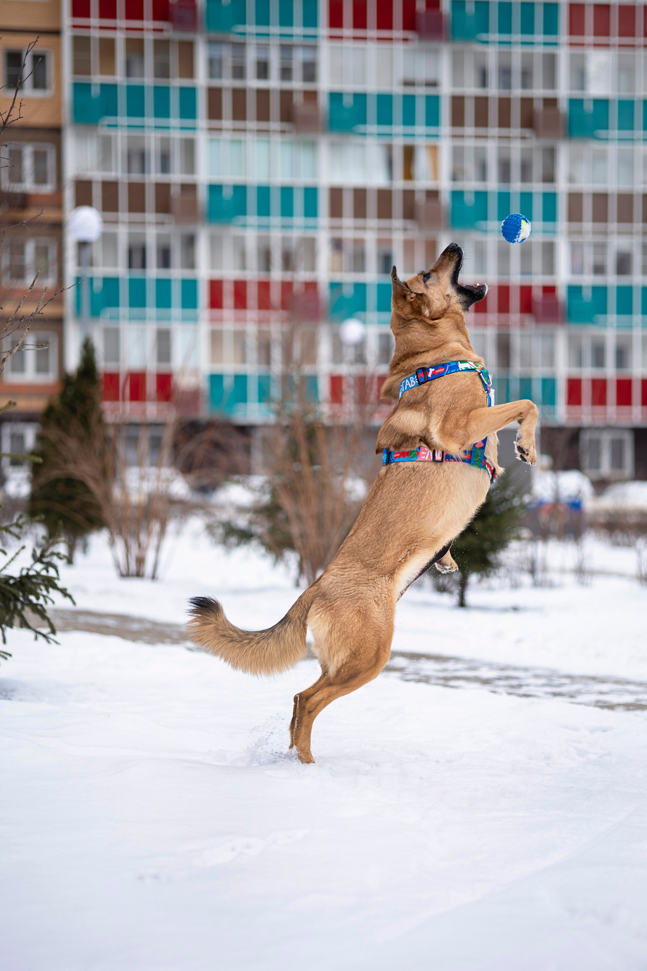 Съемка с собакой. Анастасия Белаш