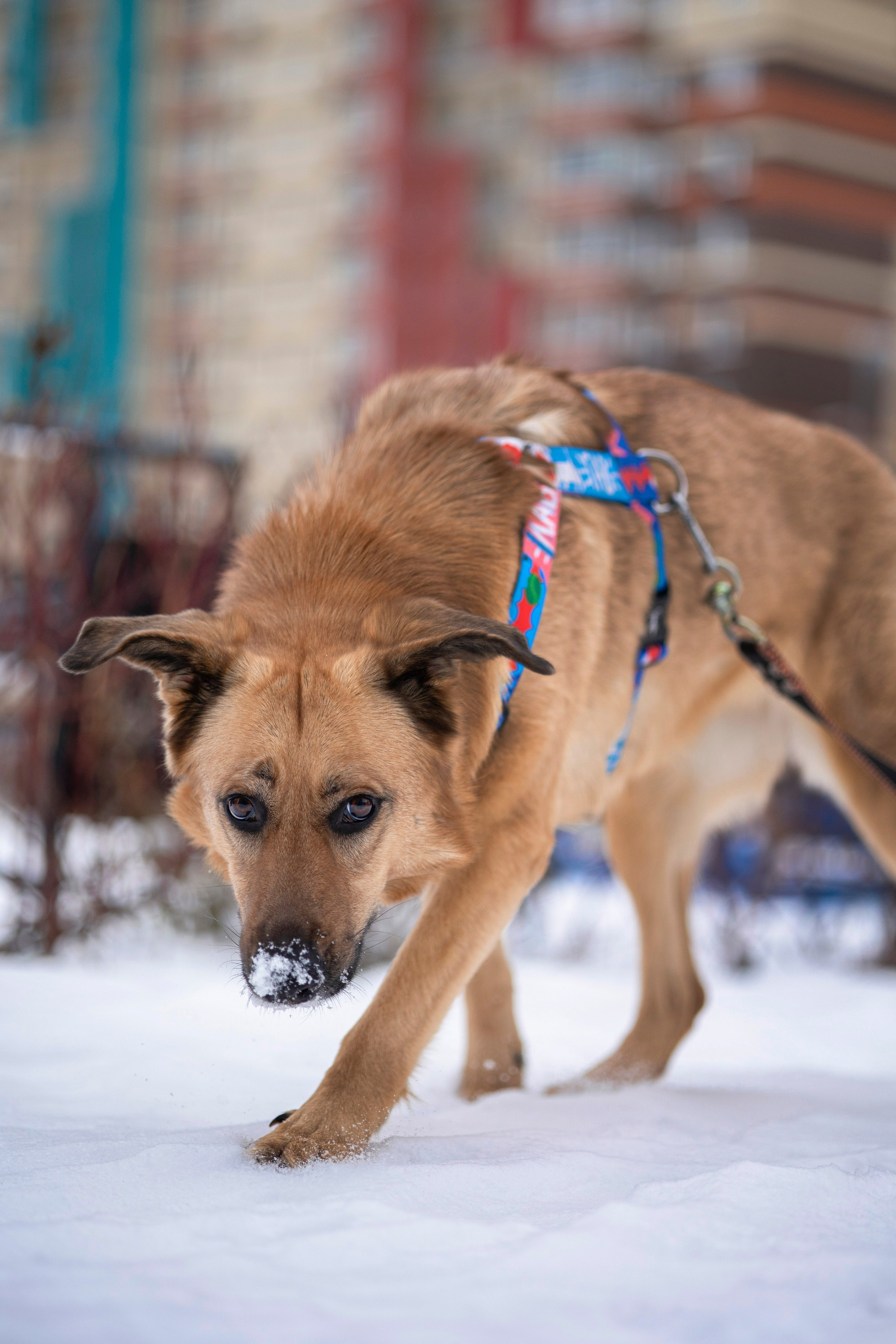 Съемка с собакой. Анастасия Белаш
