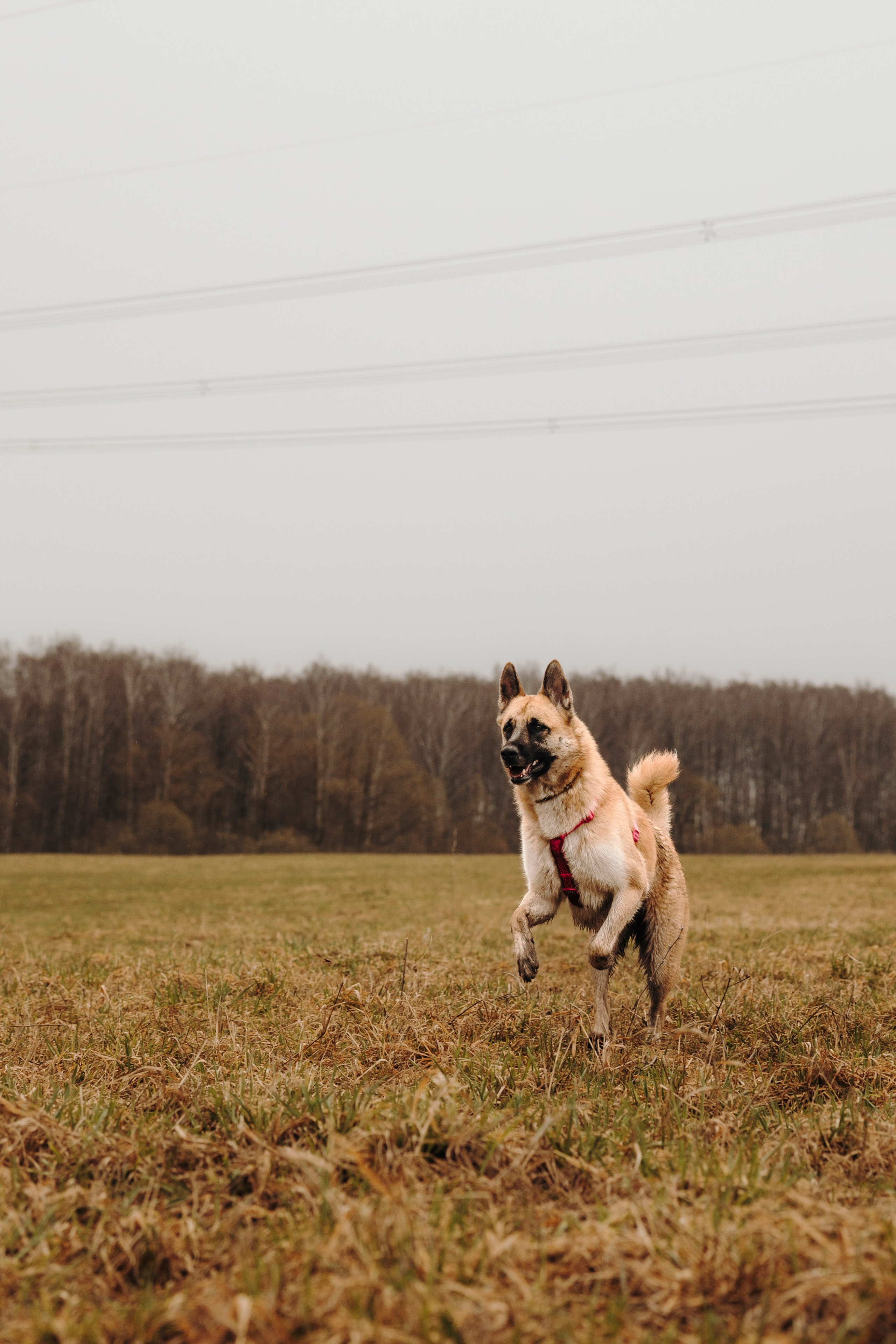 Смена в «DogCamp». Анастасия Белаш