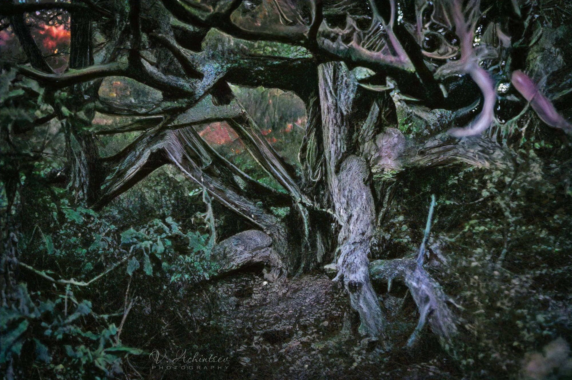 Художественная фотография. Фотограф в Сочи Владимир Ачинцев