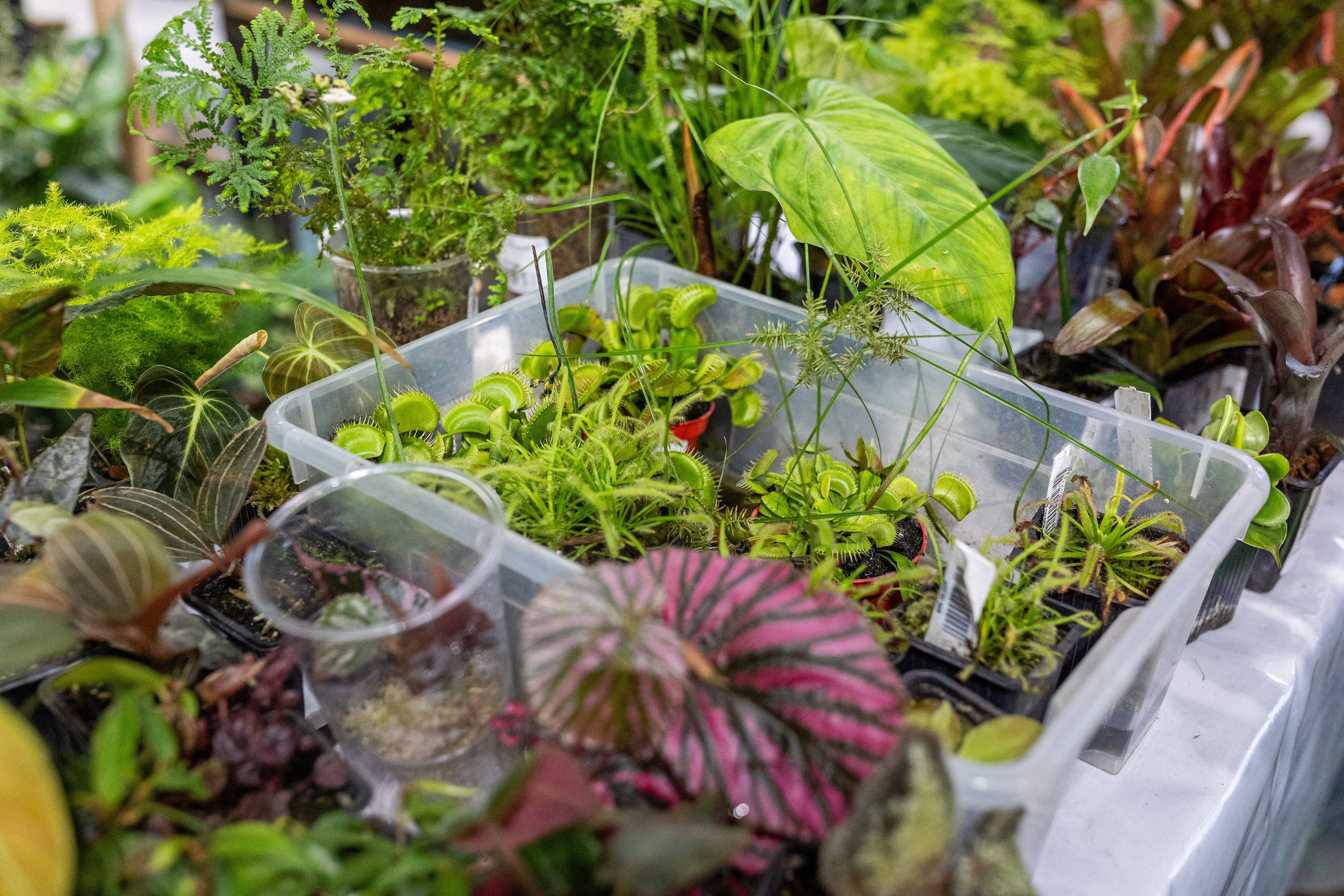 GreenRare ярмарка 2024. Александра Куликова фотограф, Москва