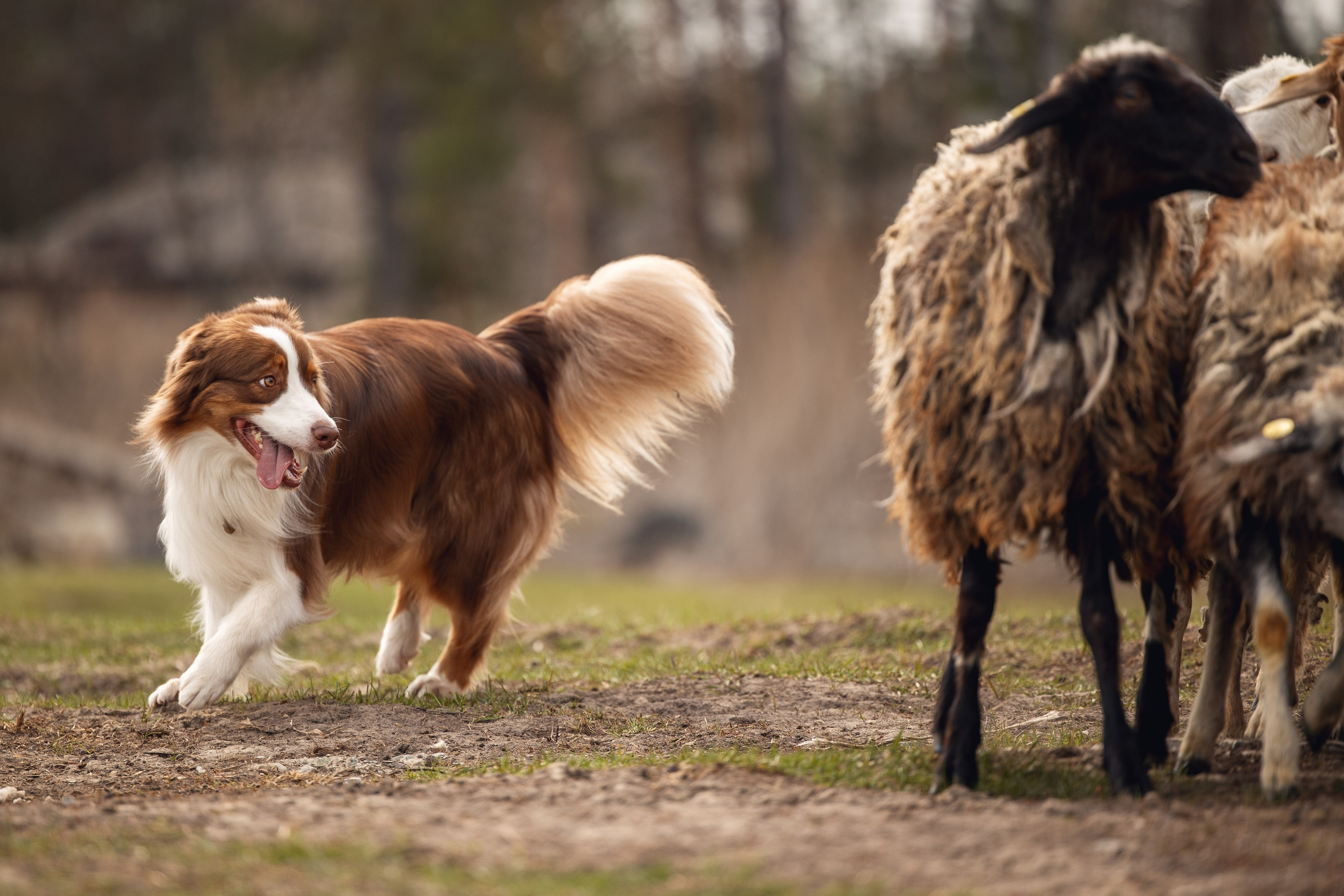Анна и Вуди. YULA KOLESOVA | Фотограф — Анималист | Художник | Тюмень