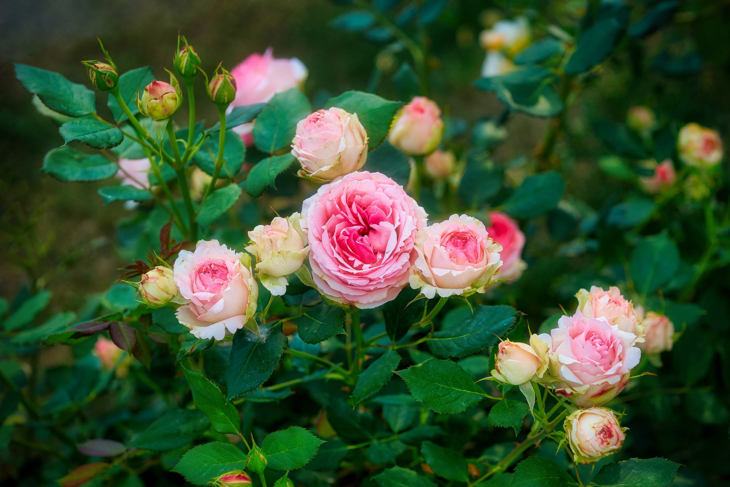 Наша мать — природа. Фотограф Владимир Артамонов