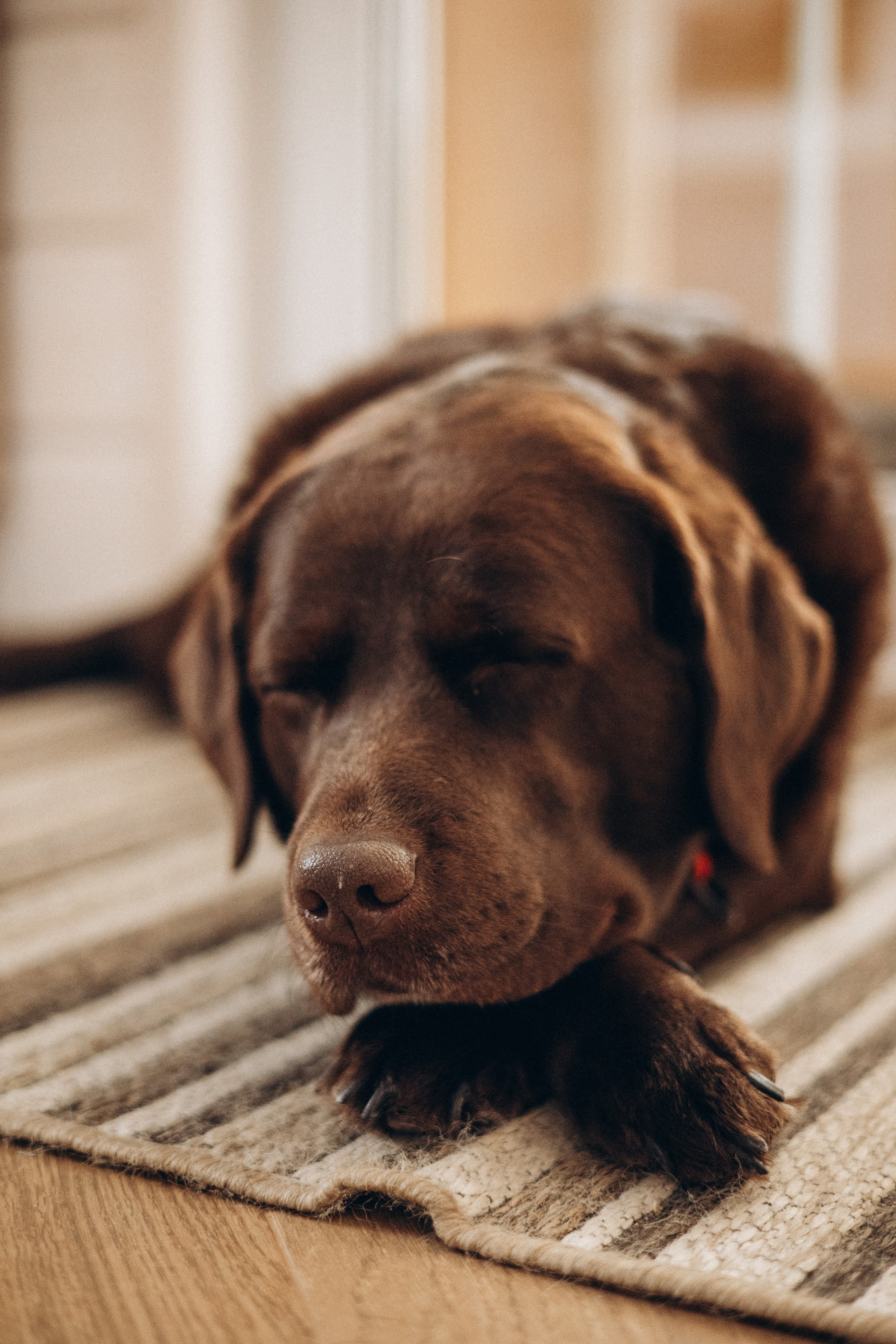 Семейная для Ксюши. Фотограф — Анималист | Санкт-Петербург
