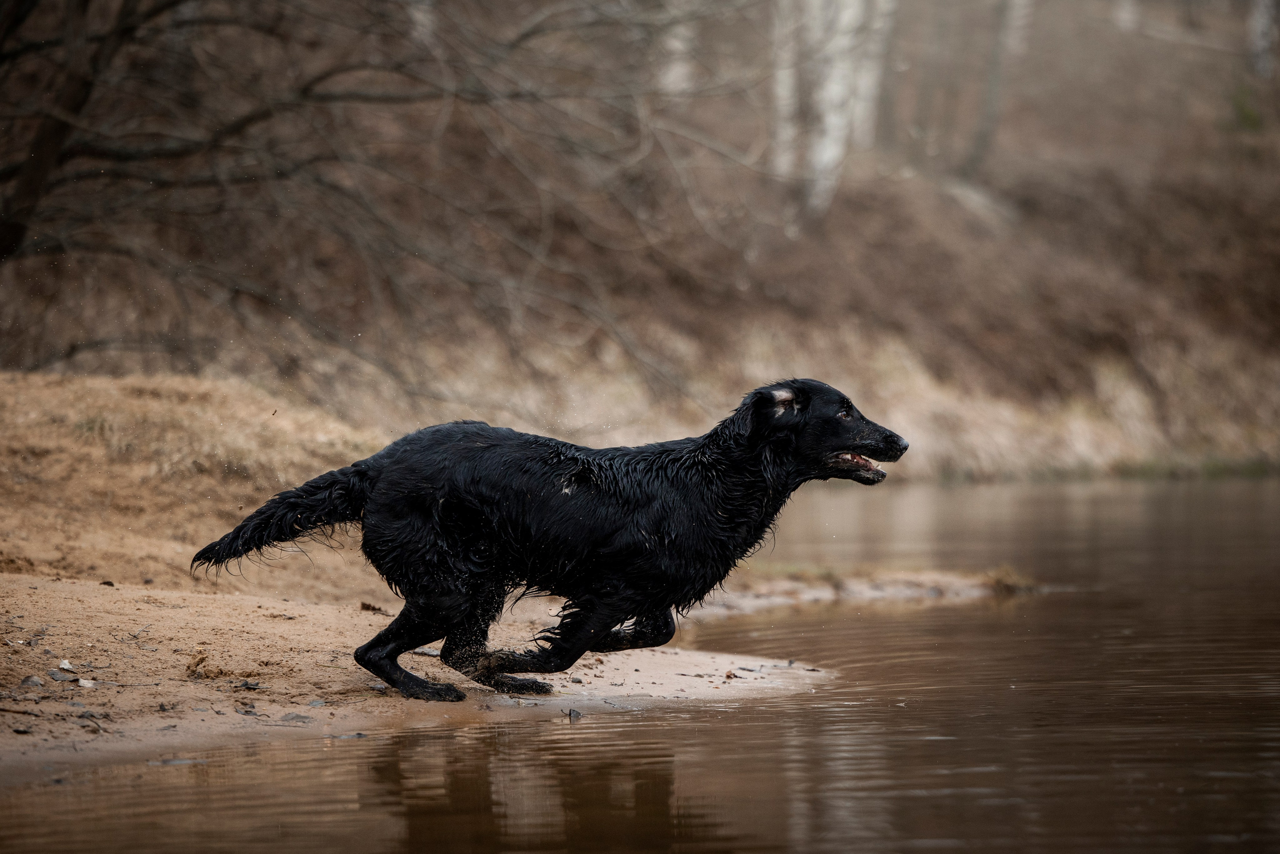 Ора, Ева, Рози и их семья. Фотограф — Анималист | Санкт-Петербург