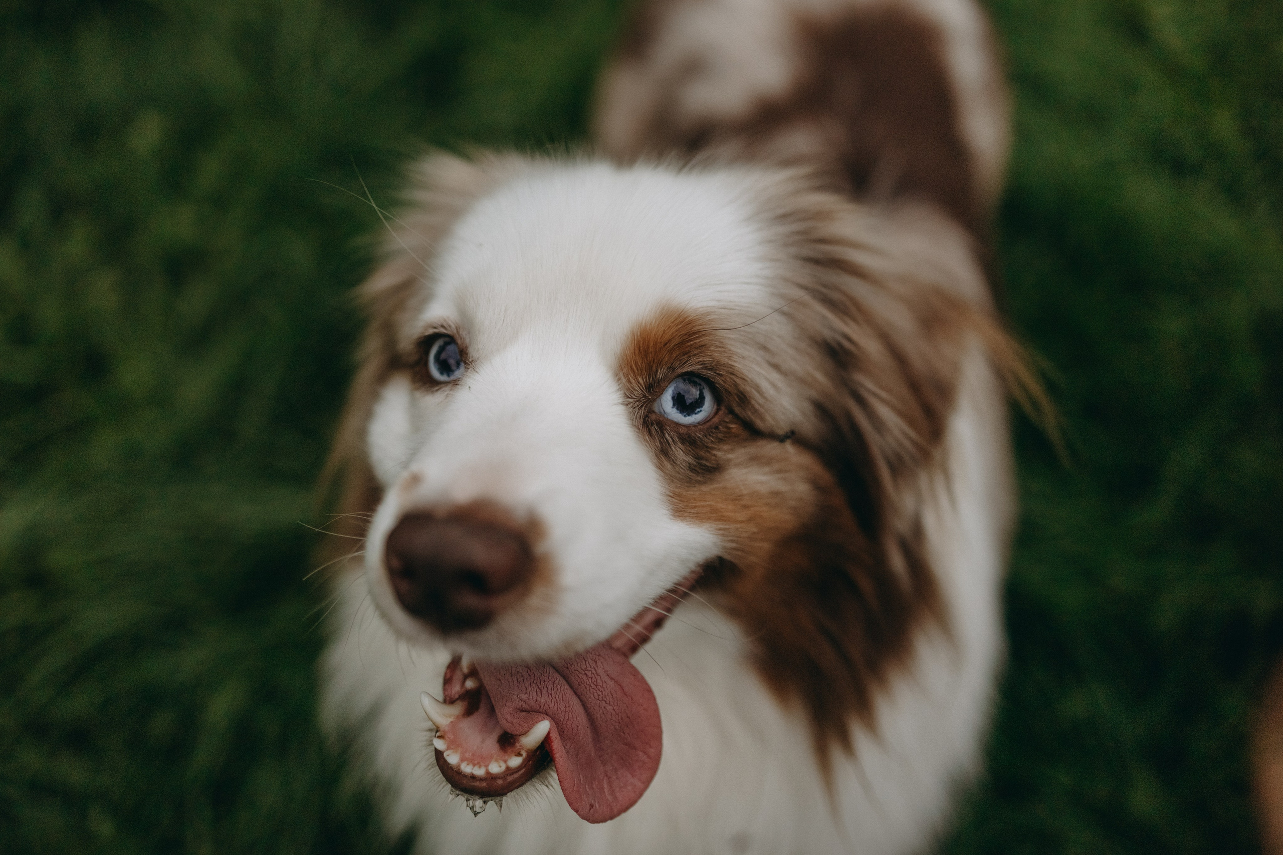Маша и Эклер. Фотограф — Анималист | Санкт-Петербург