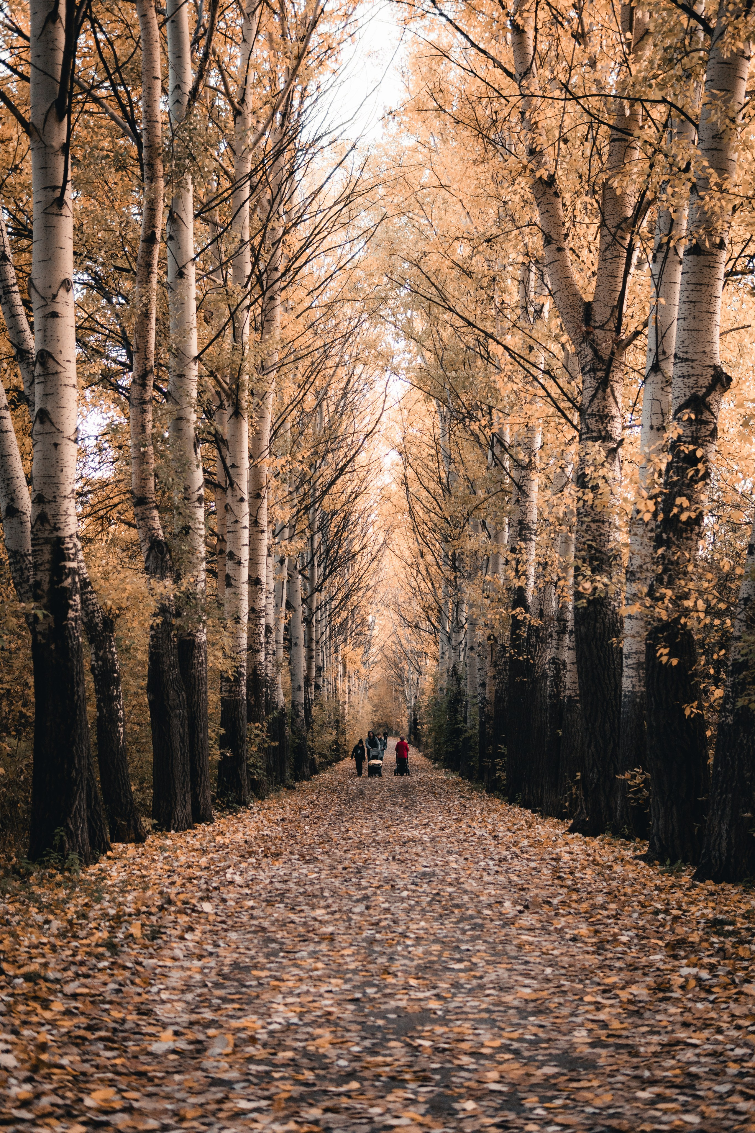 Прогулка по парку. Фотограф в Новосибирске