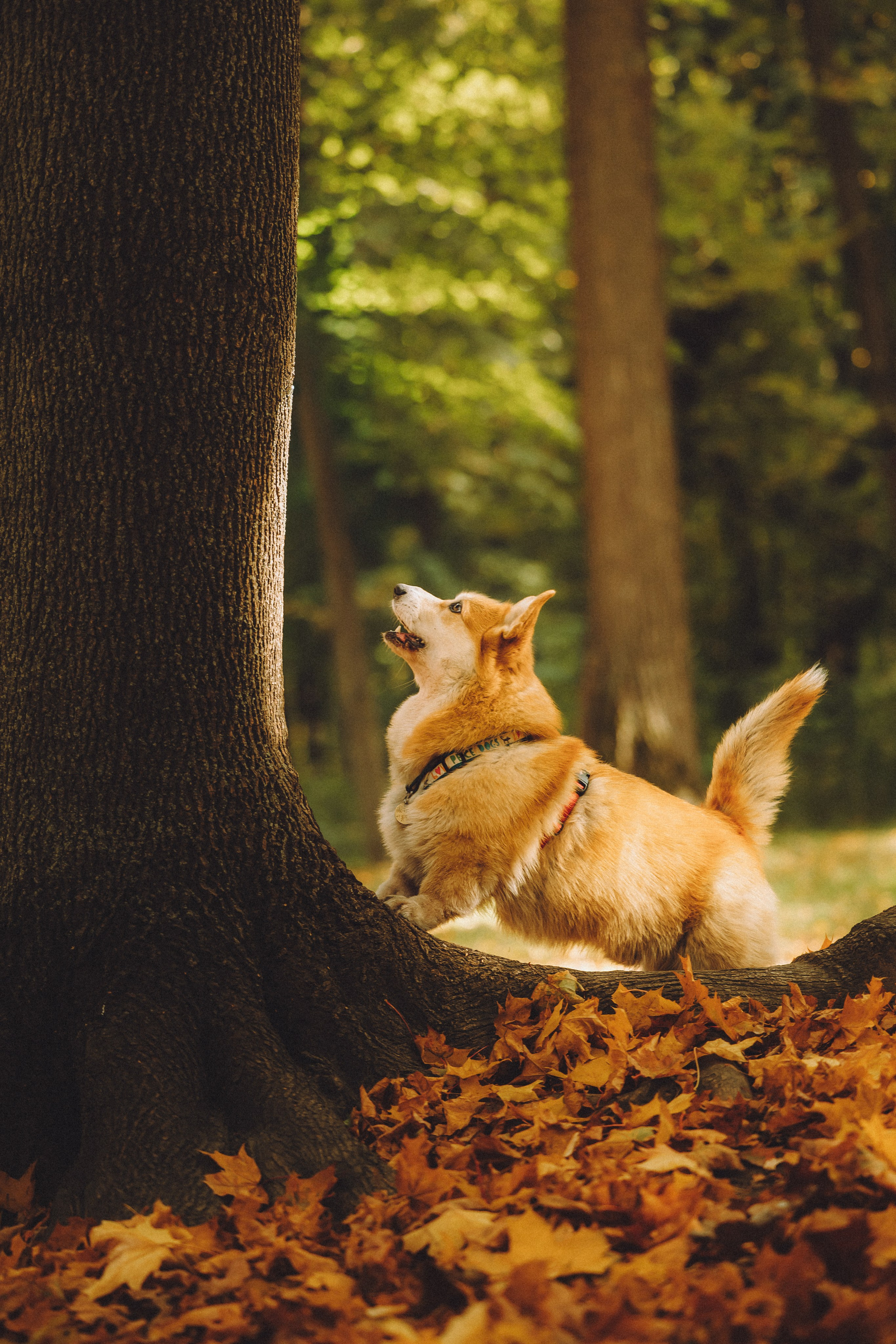 Аня, Максим и Филя