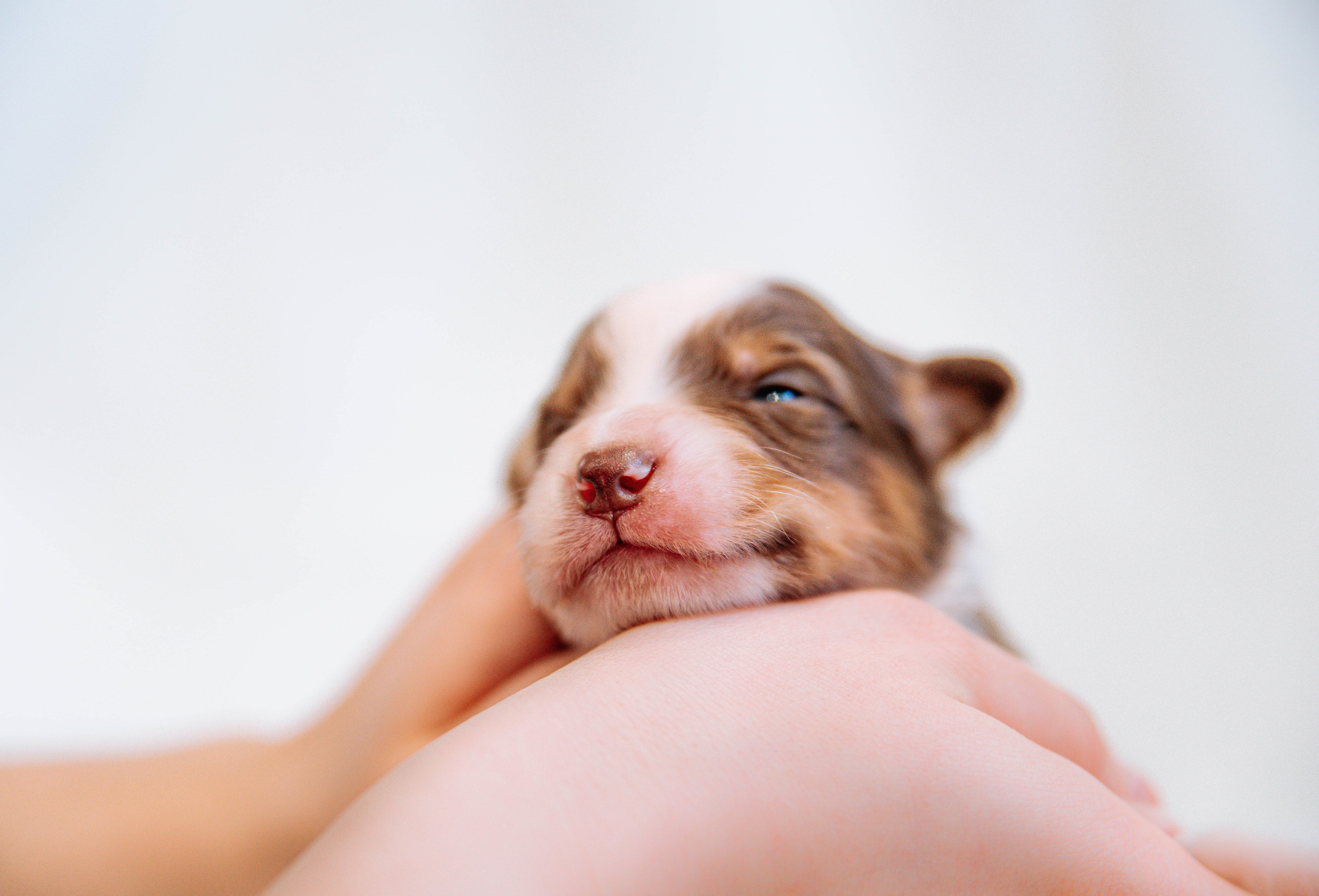 Аусси щенки нью борн. Главная