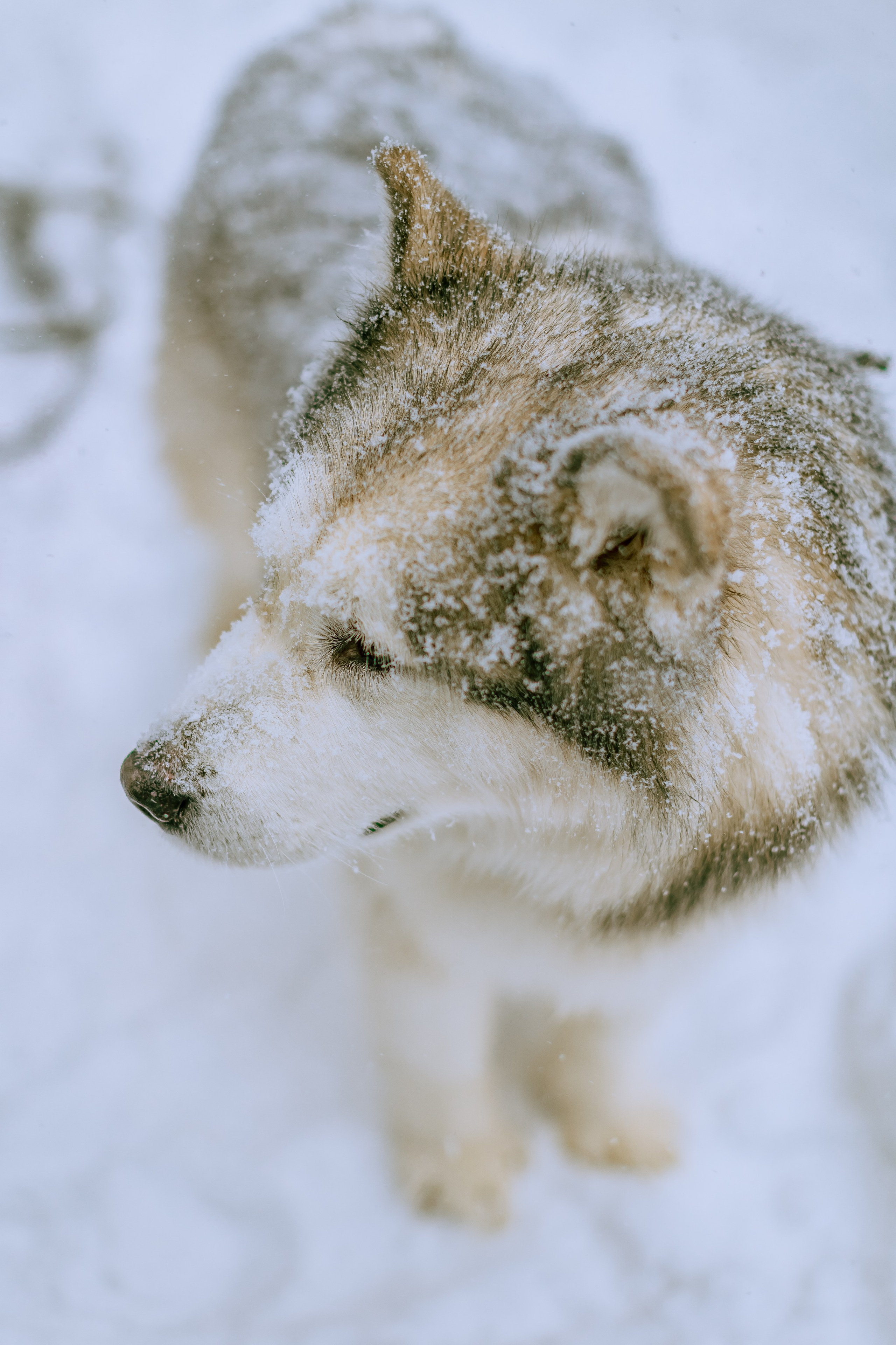 София и аляскинский маламут. Фото и видео Москва, Московский. Свадебный фотограф, видеограф, фотосессии, видеосъемка