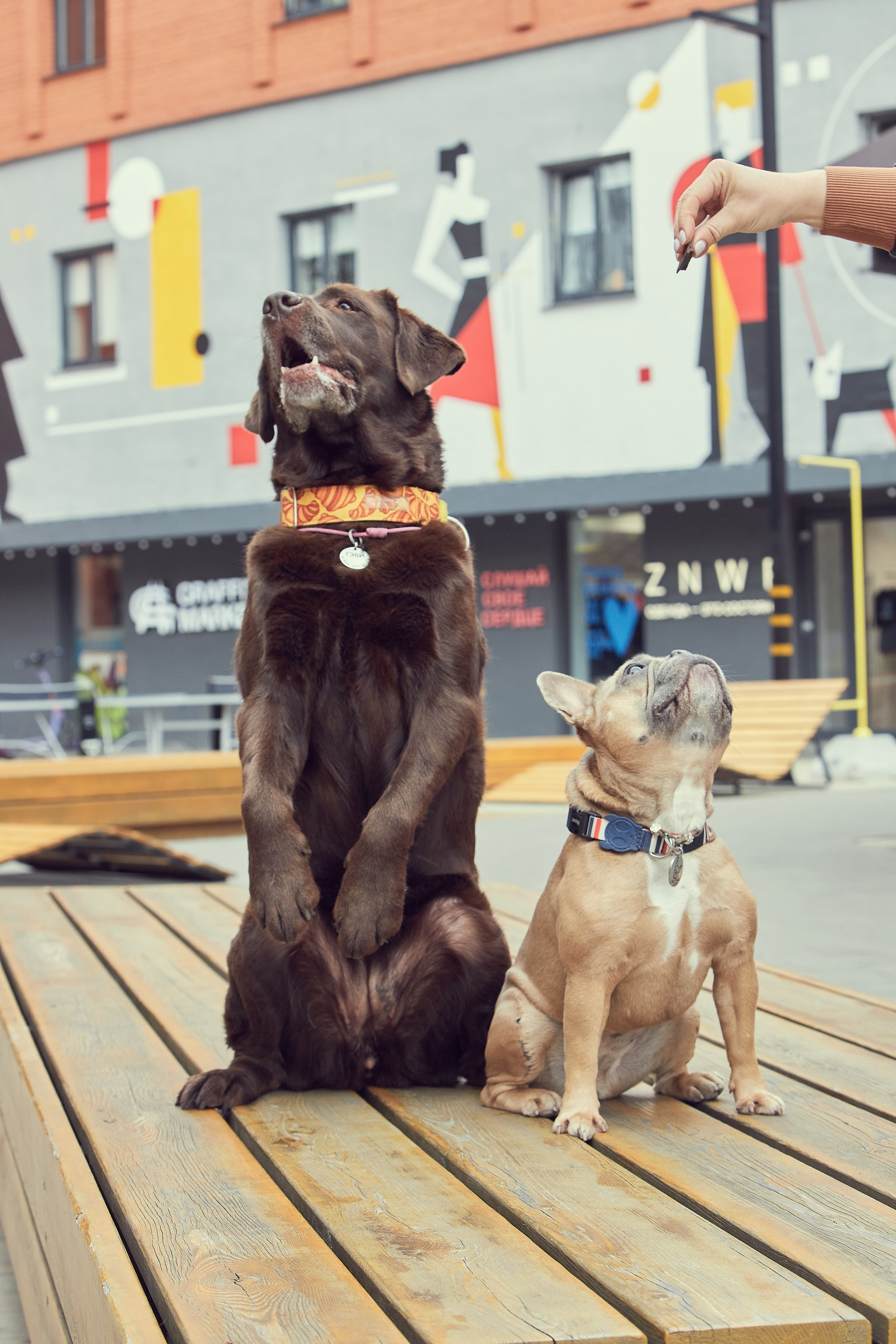 Портретная фотосессия Софы и питомцев. Екатерина Осипова — профессиональный фотограф в Москве