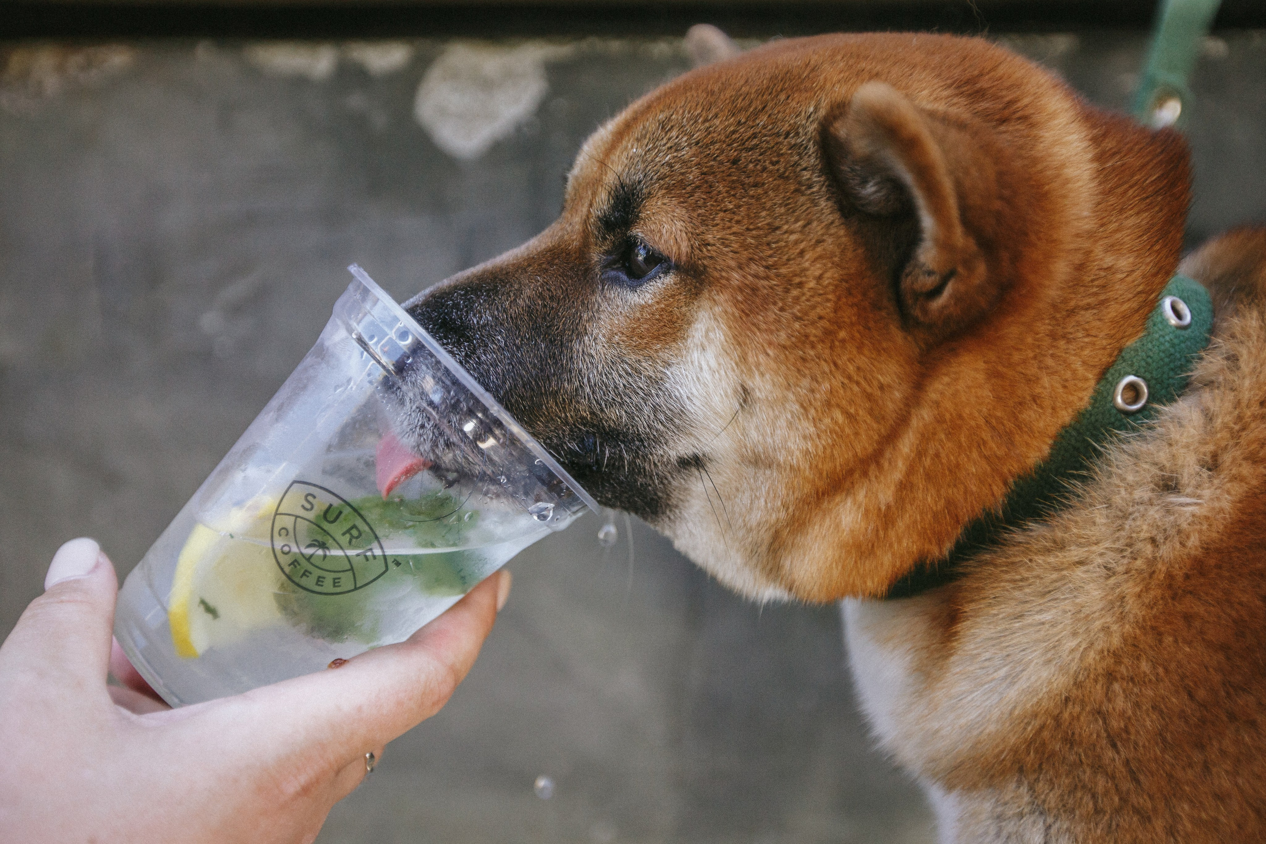 Surf Coffee. Максим Чернышев — фотограф