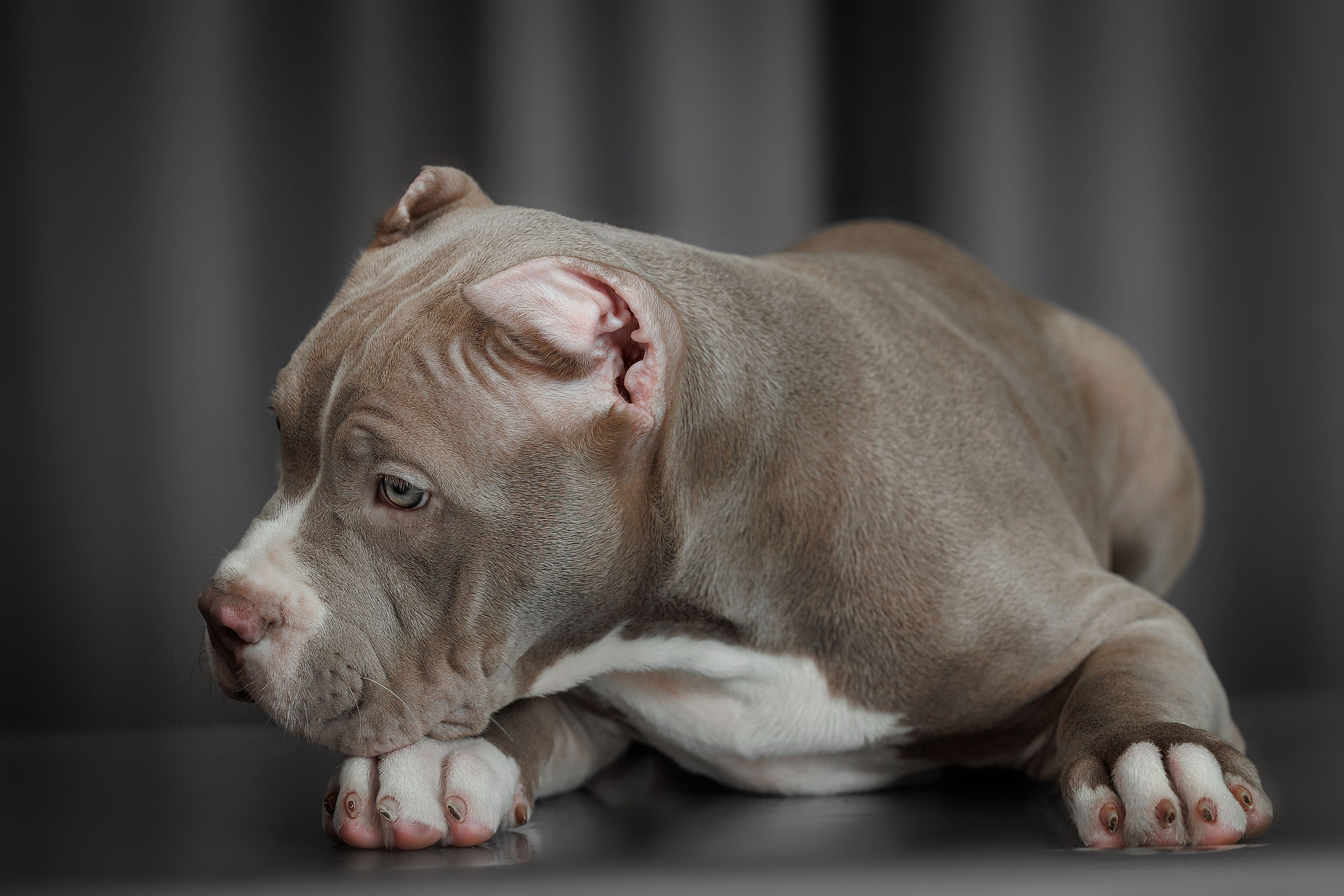 Щенки. Фотограф