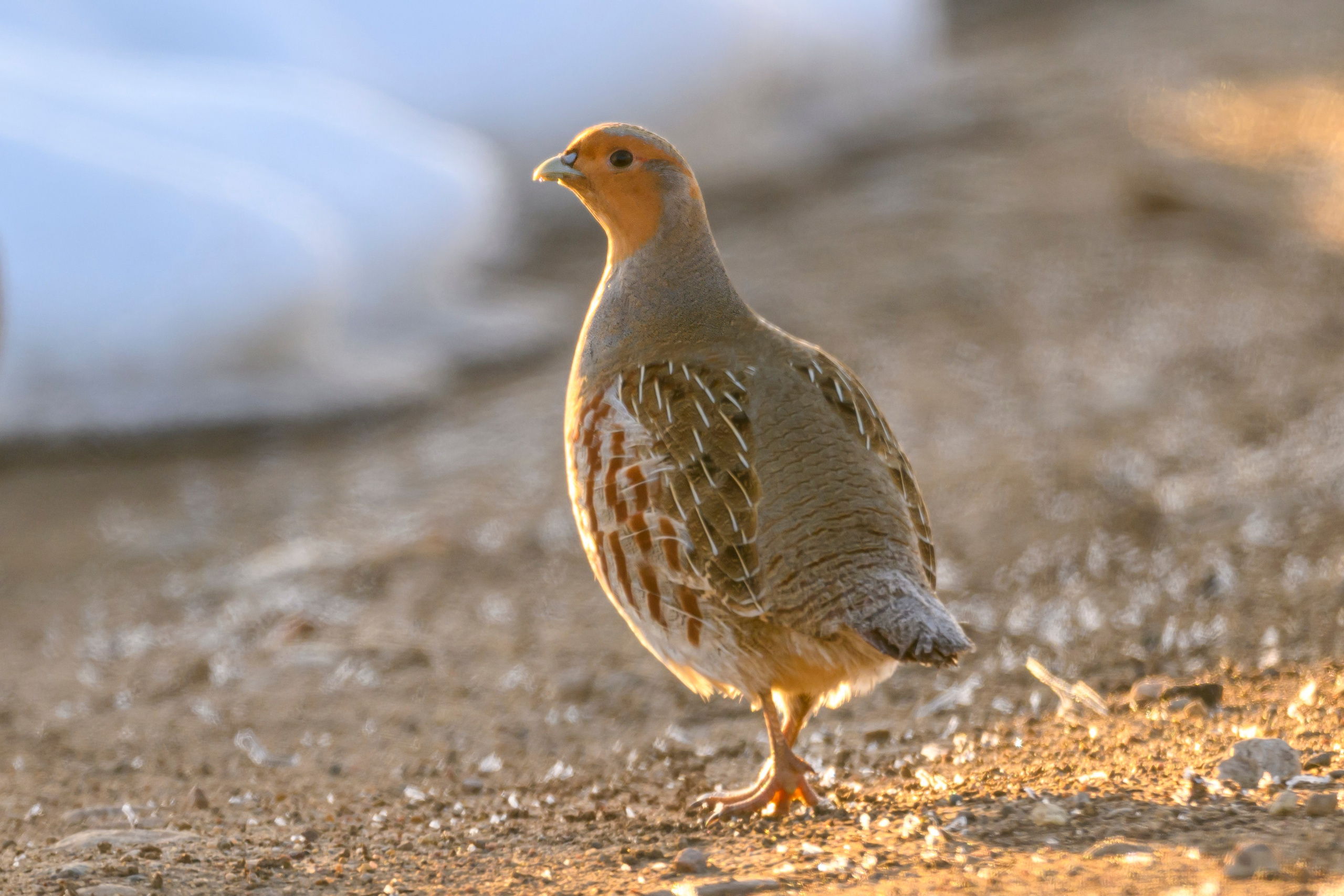 Куропатки. Фотограф Сергей Пупонин