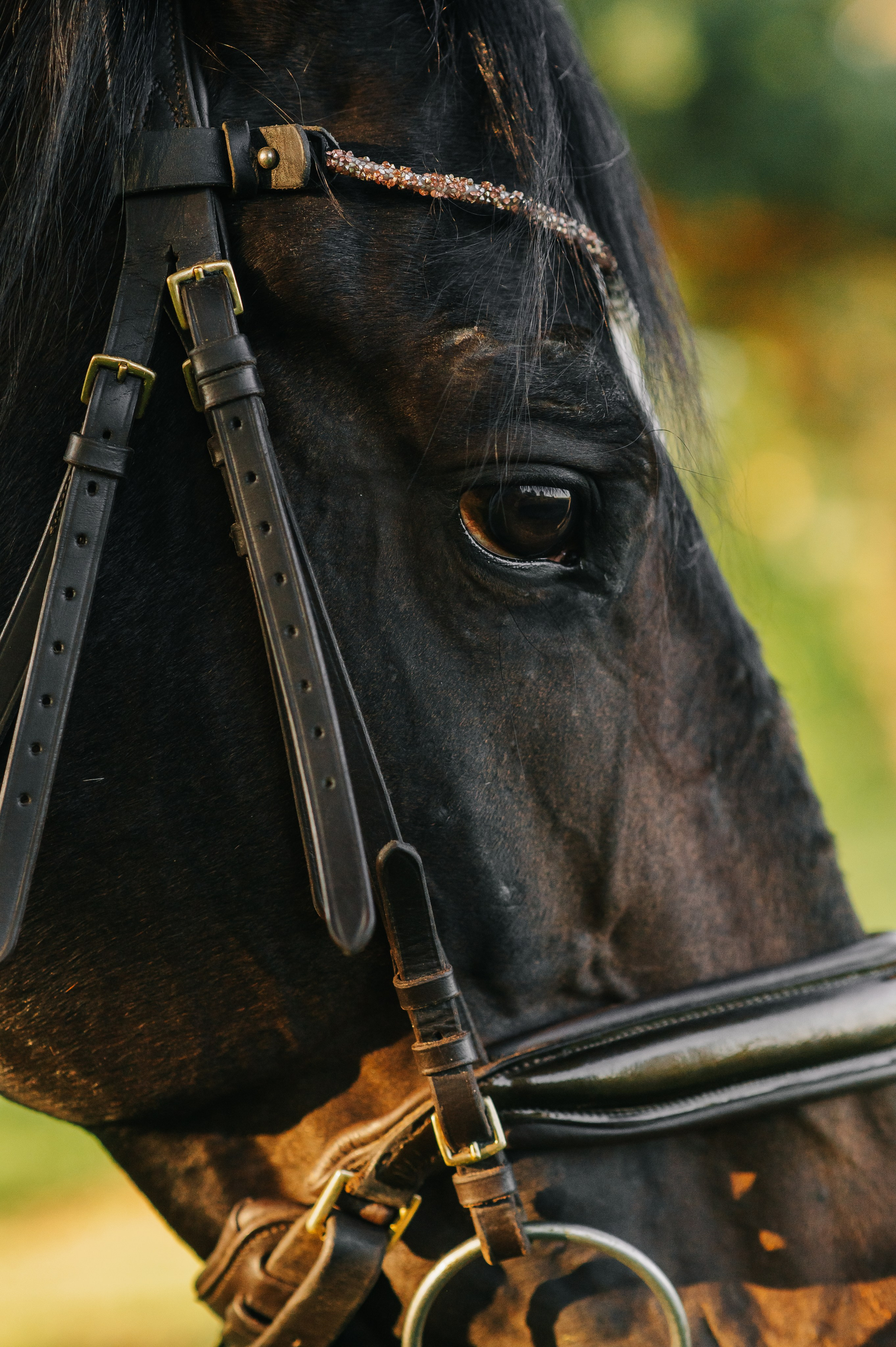 Серия с лошадью: Алина и Тархун (Москва, 2024). Анна Пушина, фотограф, Москва, Королев, Пушкино