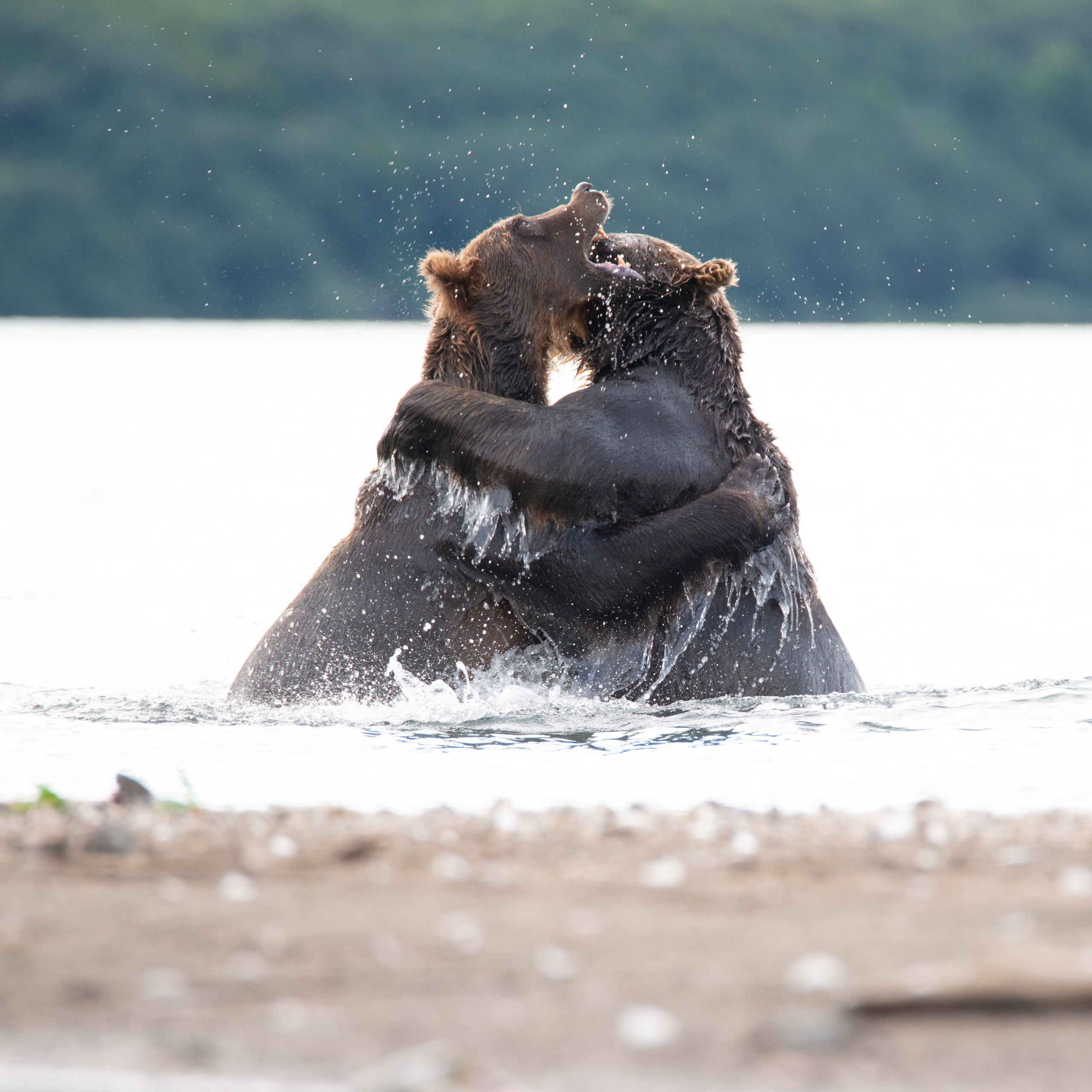 Камчатка — земля медведей. Игорь Иванко — Репортажный и событийный фотограф. Москва