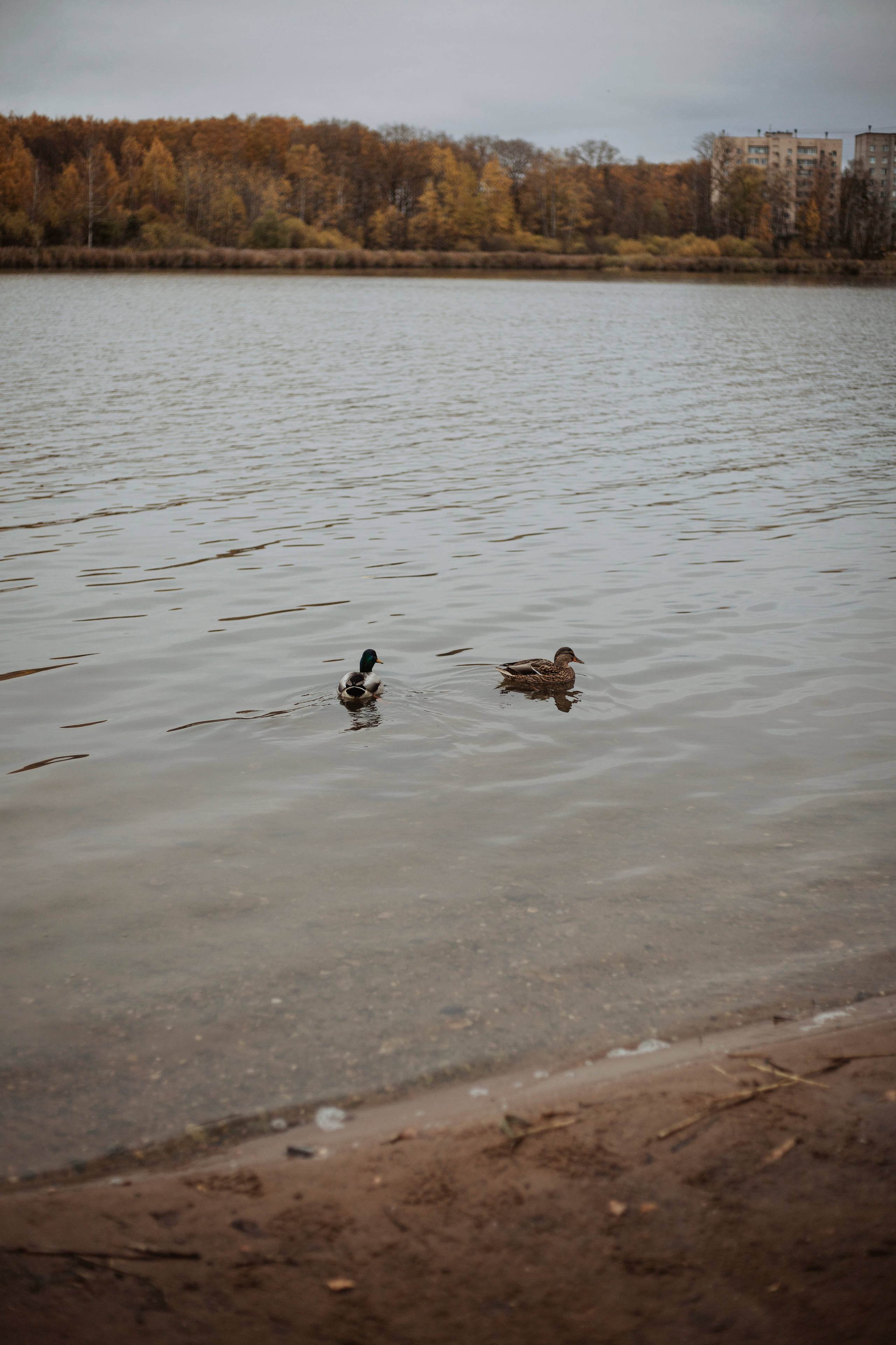 Sasha&Vanya. Фотограф и видеограф Мария Банщикова, Солнечногорск, Москва