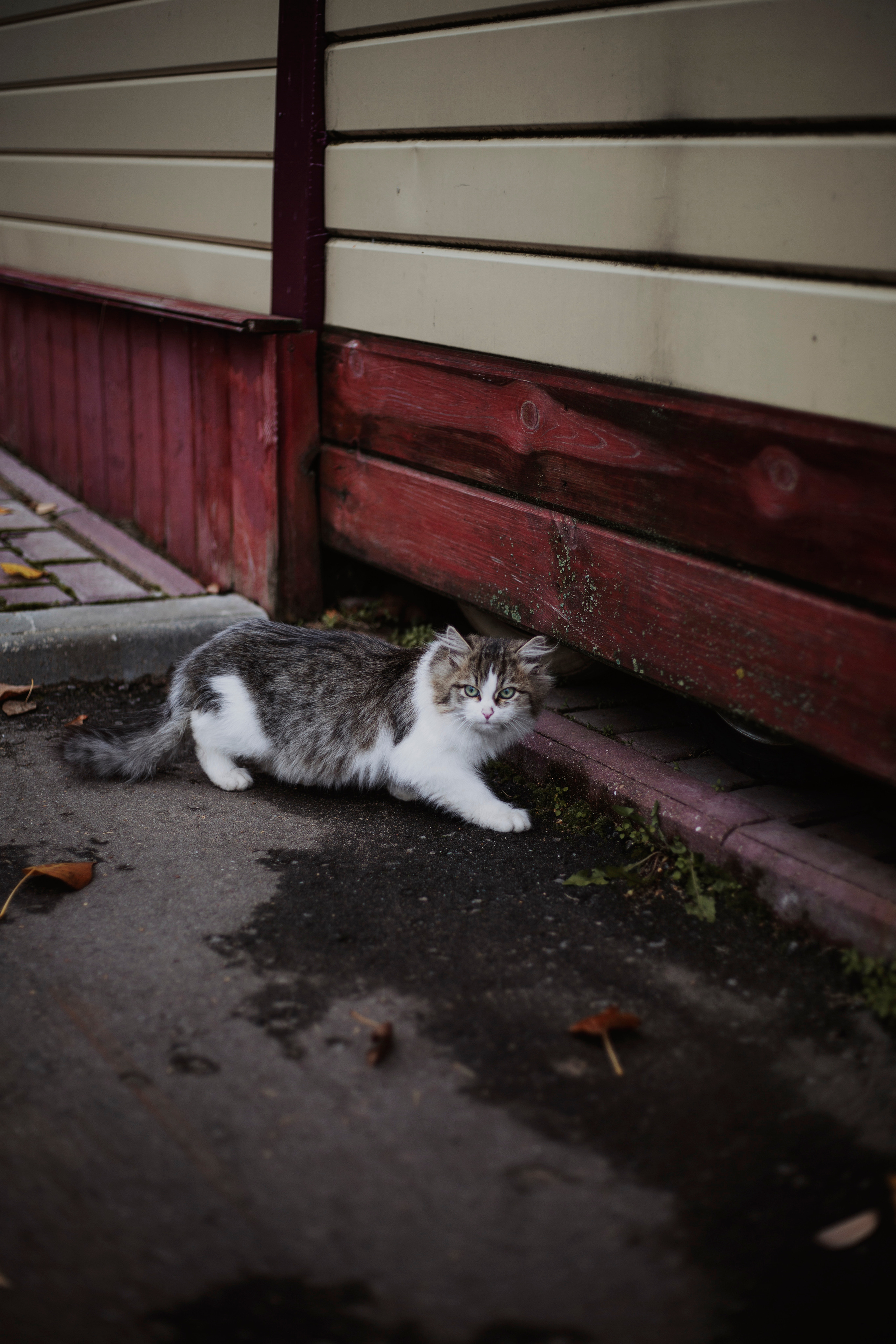 Sasha&Vanya. Фотограф и видеограф Мария Банщикова, Солнечногорск, Москва