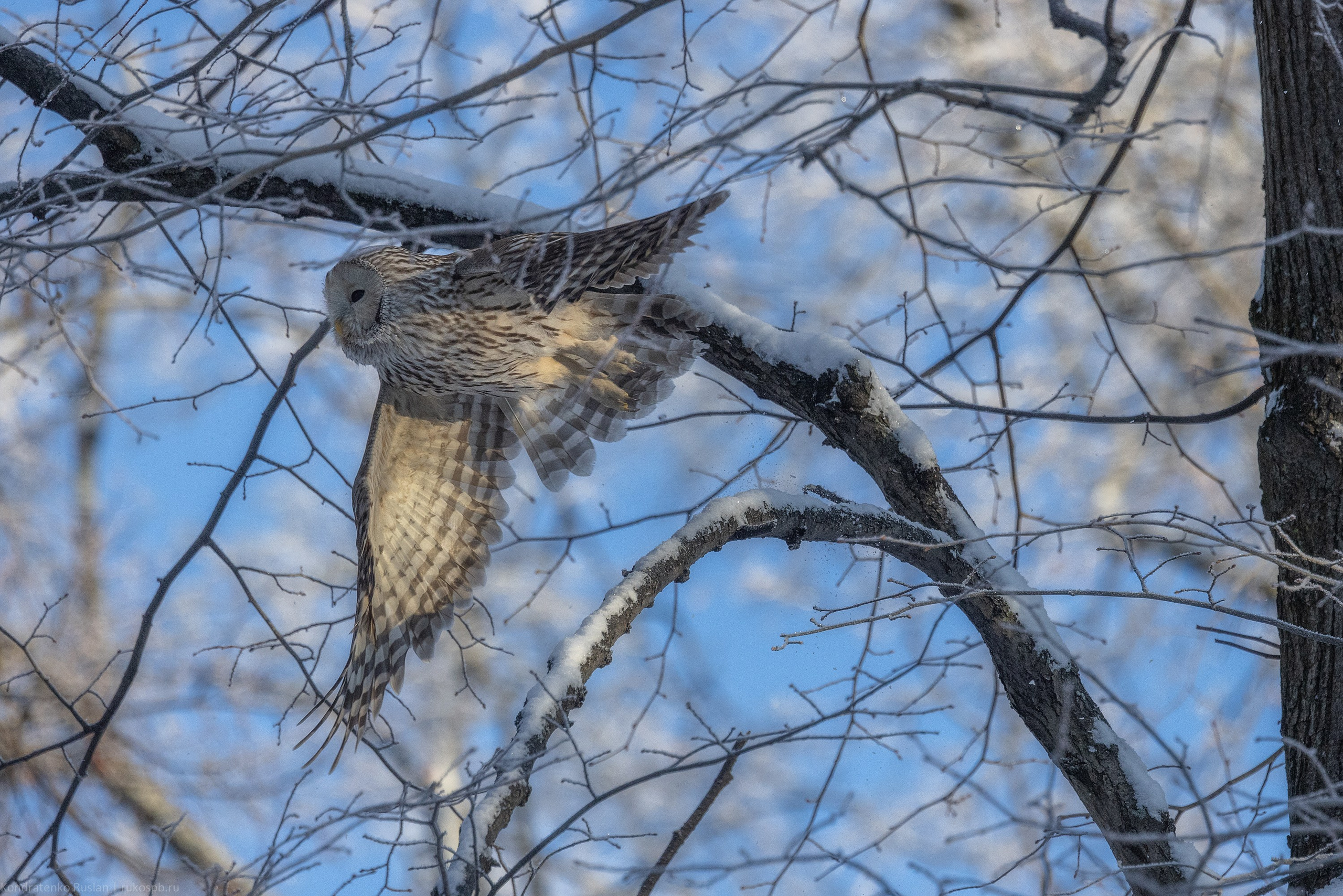 Длиннохвостая неясыть. Архитектурный и пейзажный фотограф Кондратенко Руслан, Санкт-Петербург