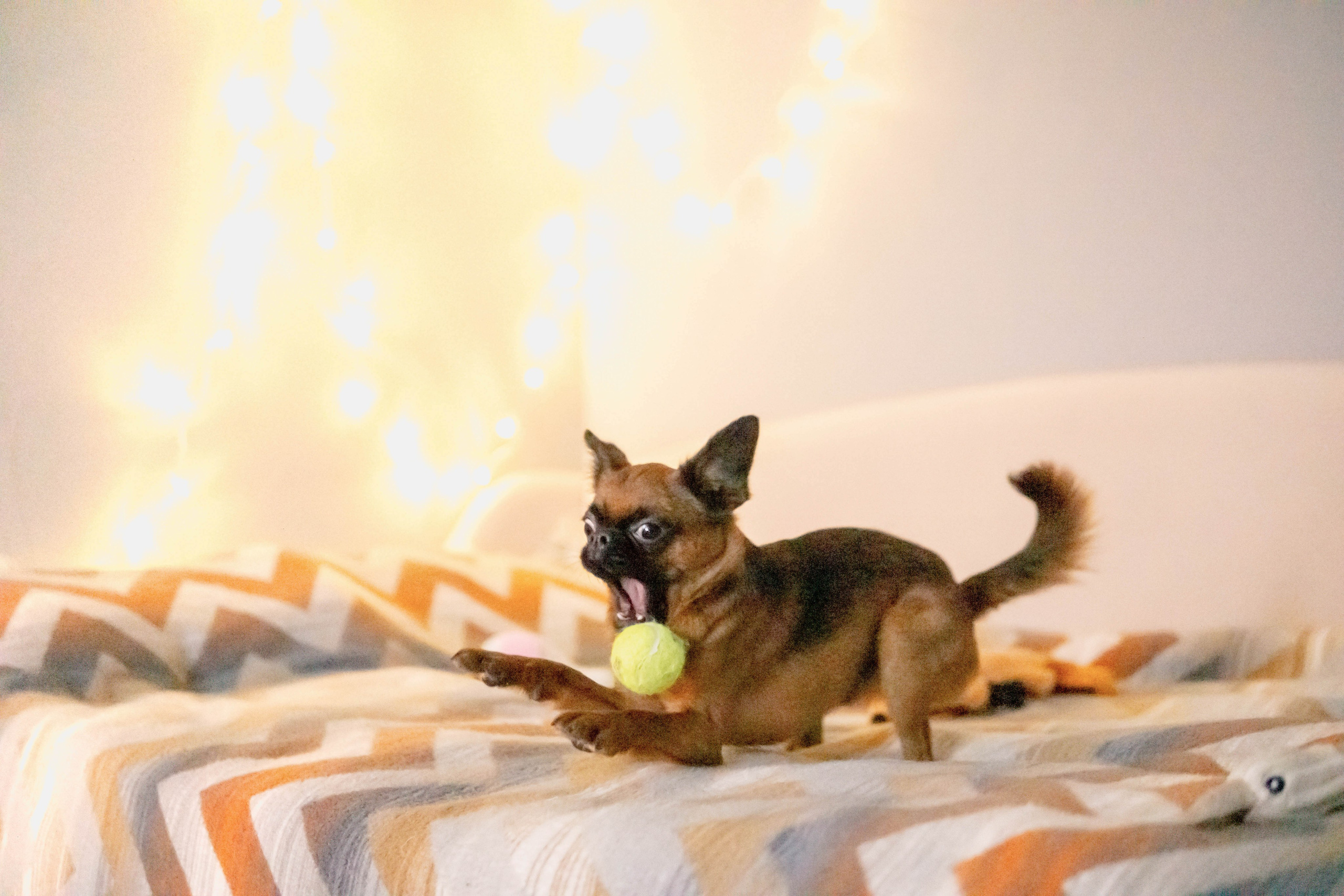 Надя и Ефим. Фотограф-анималист Ксения Воробьева, Москва