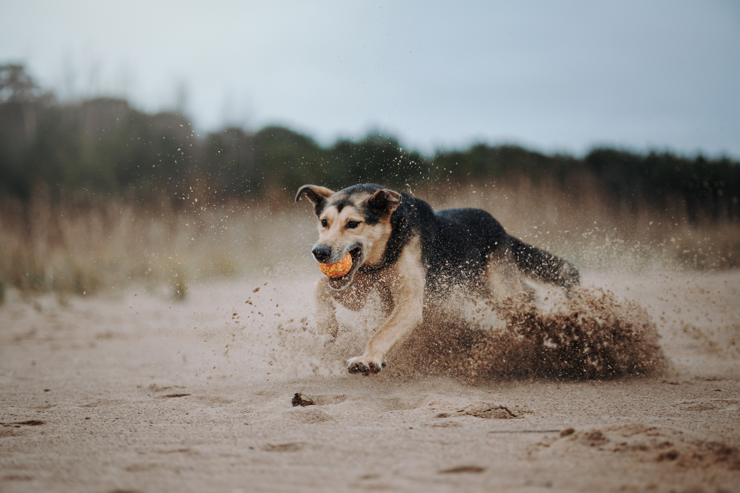 Наталья и Того. Фотограф — Анималист | Санкт-Петербург