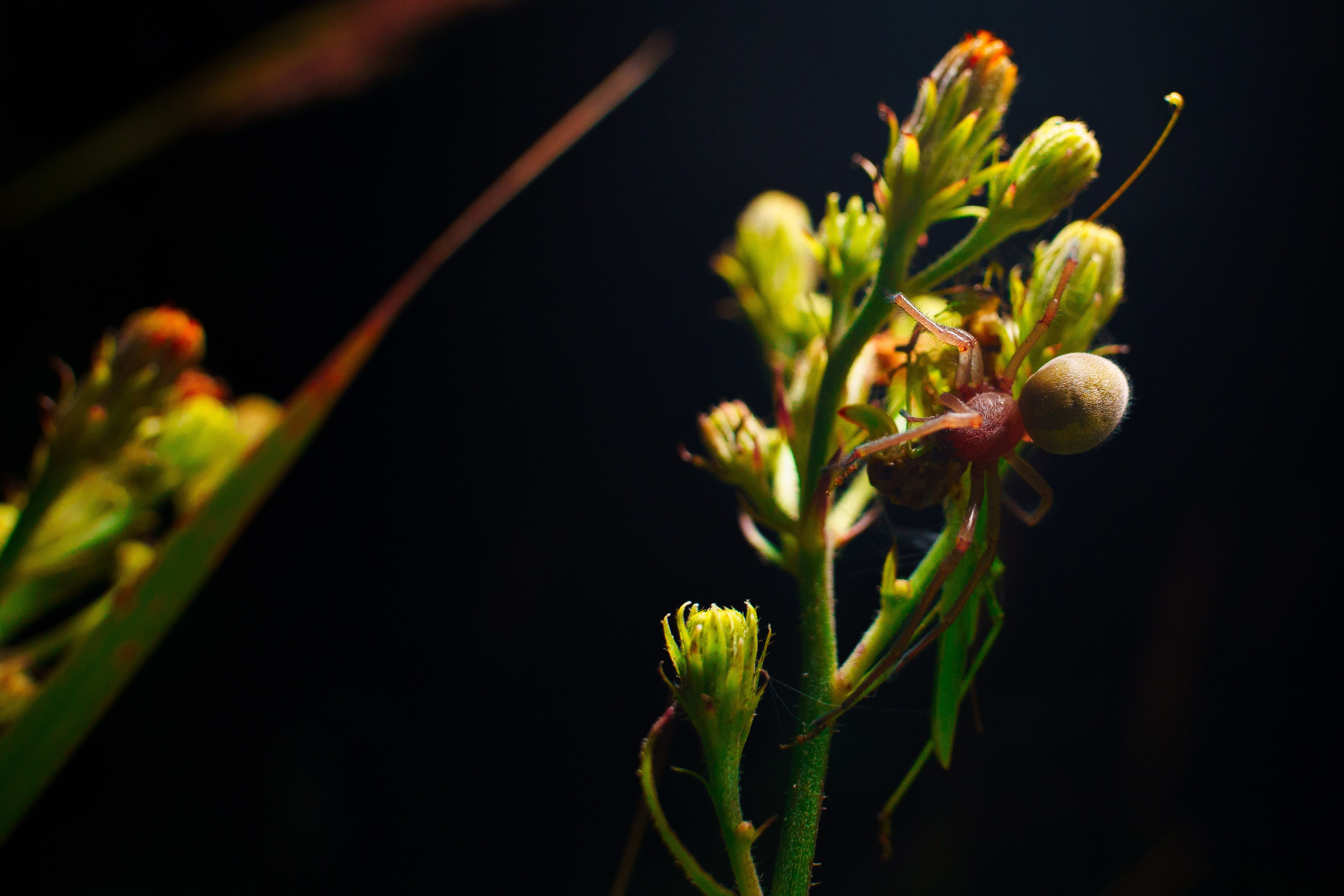 ЦВЕТНЫЕ ФОТОГРАФИИ. Никита Аничкин фото и видео оператор из России