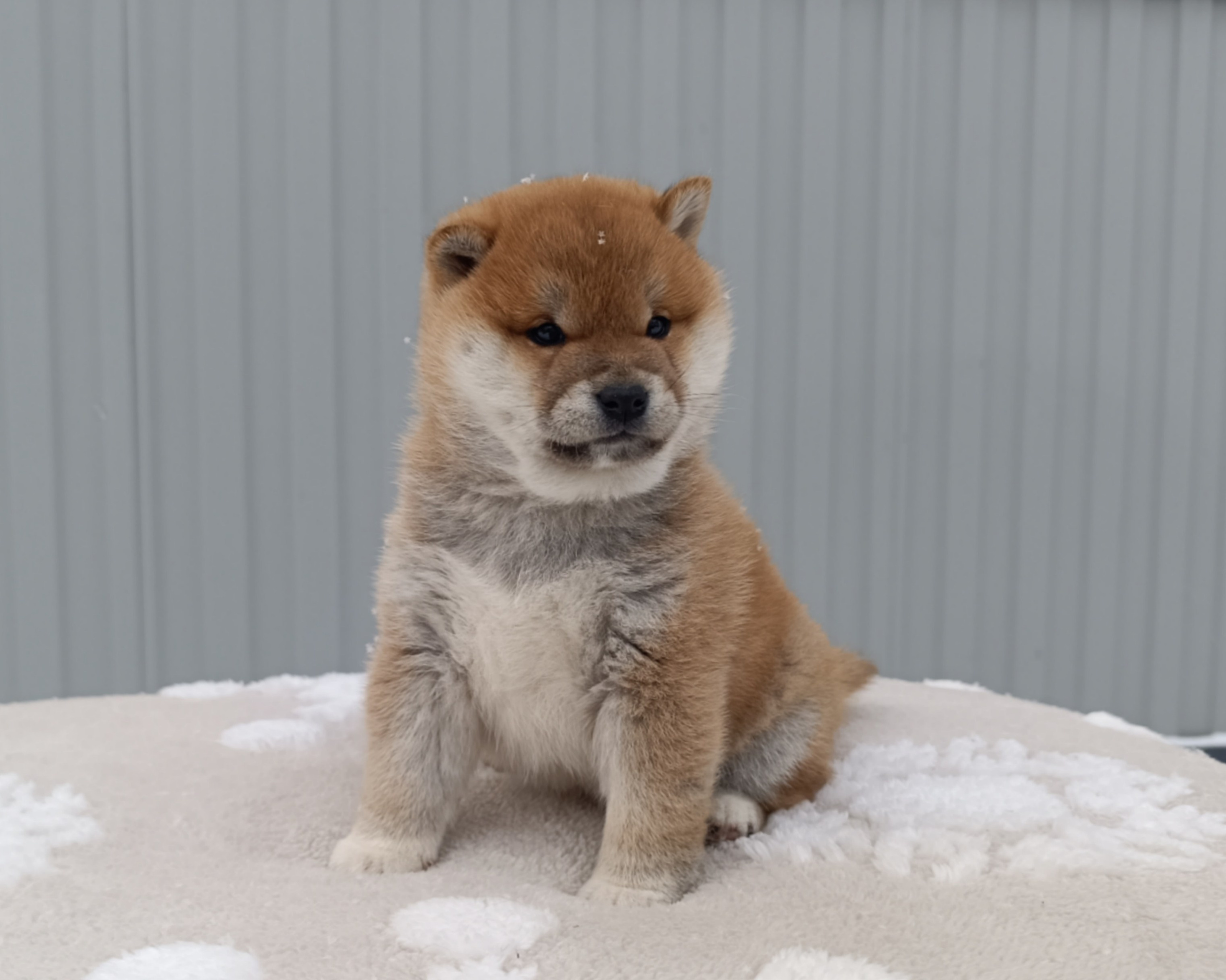 сиба питомник Рубилайт щенки на продажу rubylight  сиба щенки купить СПб Санкт-Петербург 