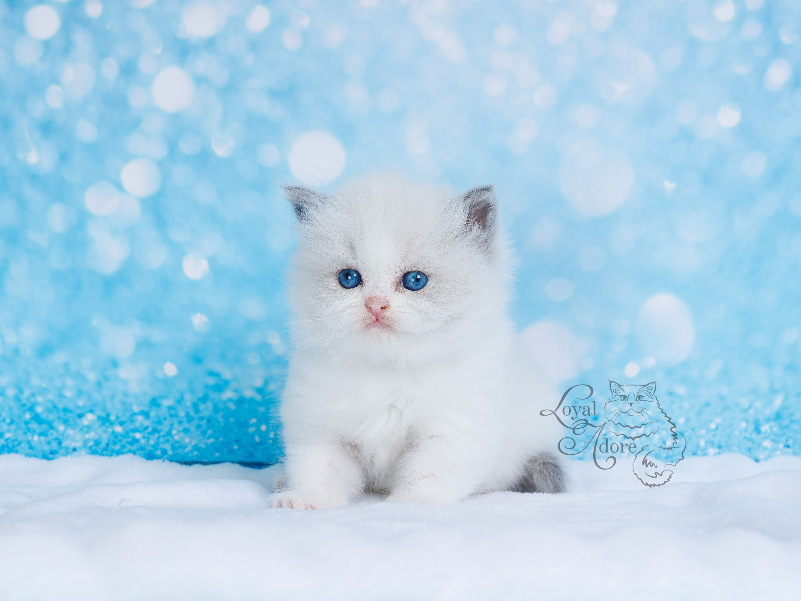 Котята рэгдолл от Loyal Adore. Питомник рэгдолл Loyal Adore