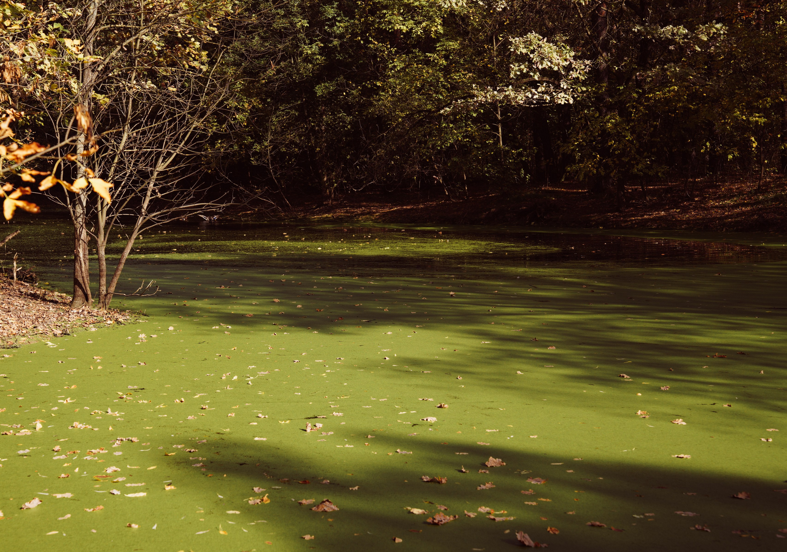 Осень 2025. Фотограф из Москвы — DASHA NOVA | Авторская фотография в разных жанрах