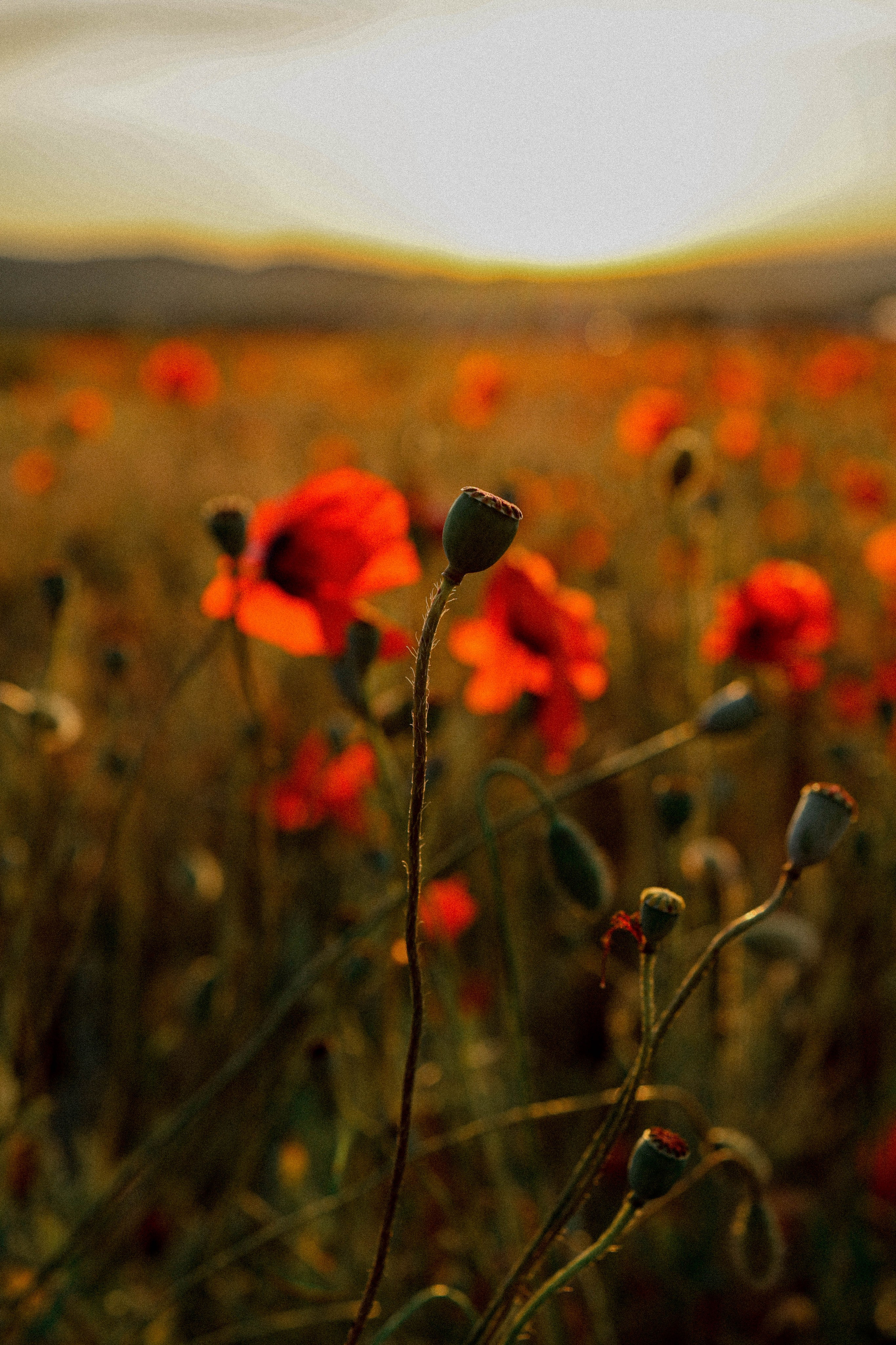 Маковая история. Фотограф Немазенко Ольга