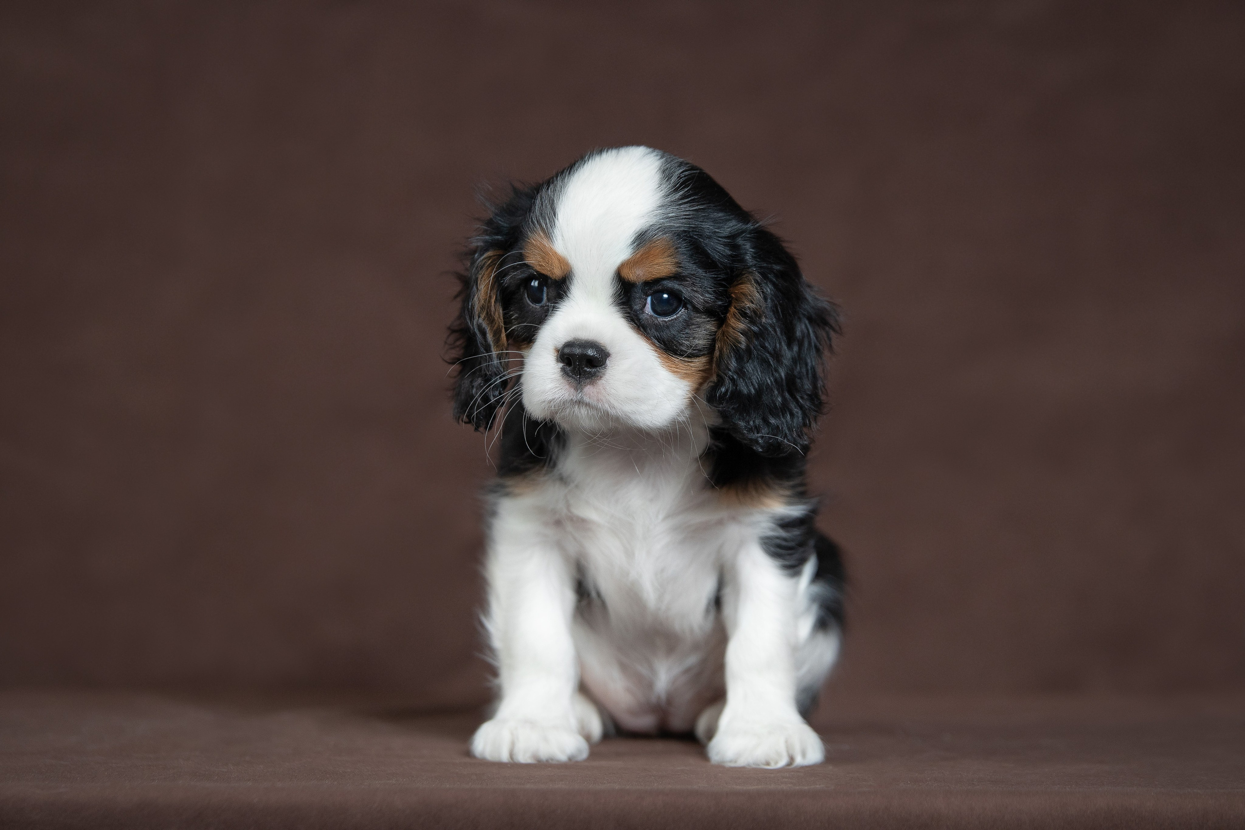 КАВАЛЕР КИНГ ЧАРЛЬЗ СПАНИЕЛЬ. Юлия Микульская. Рыбинск