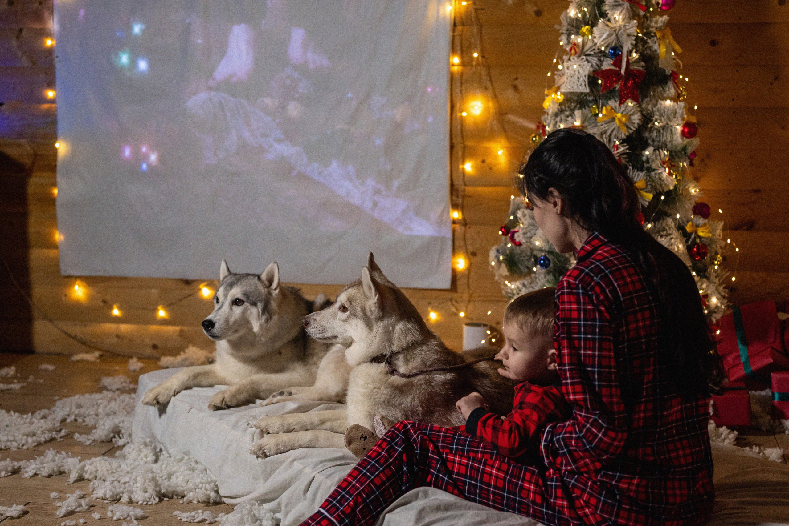 Фотопроект с хаски 2024 г. Фотограф в городе Салават