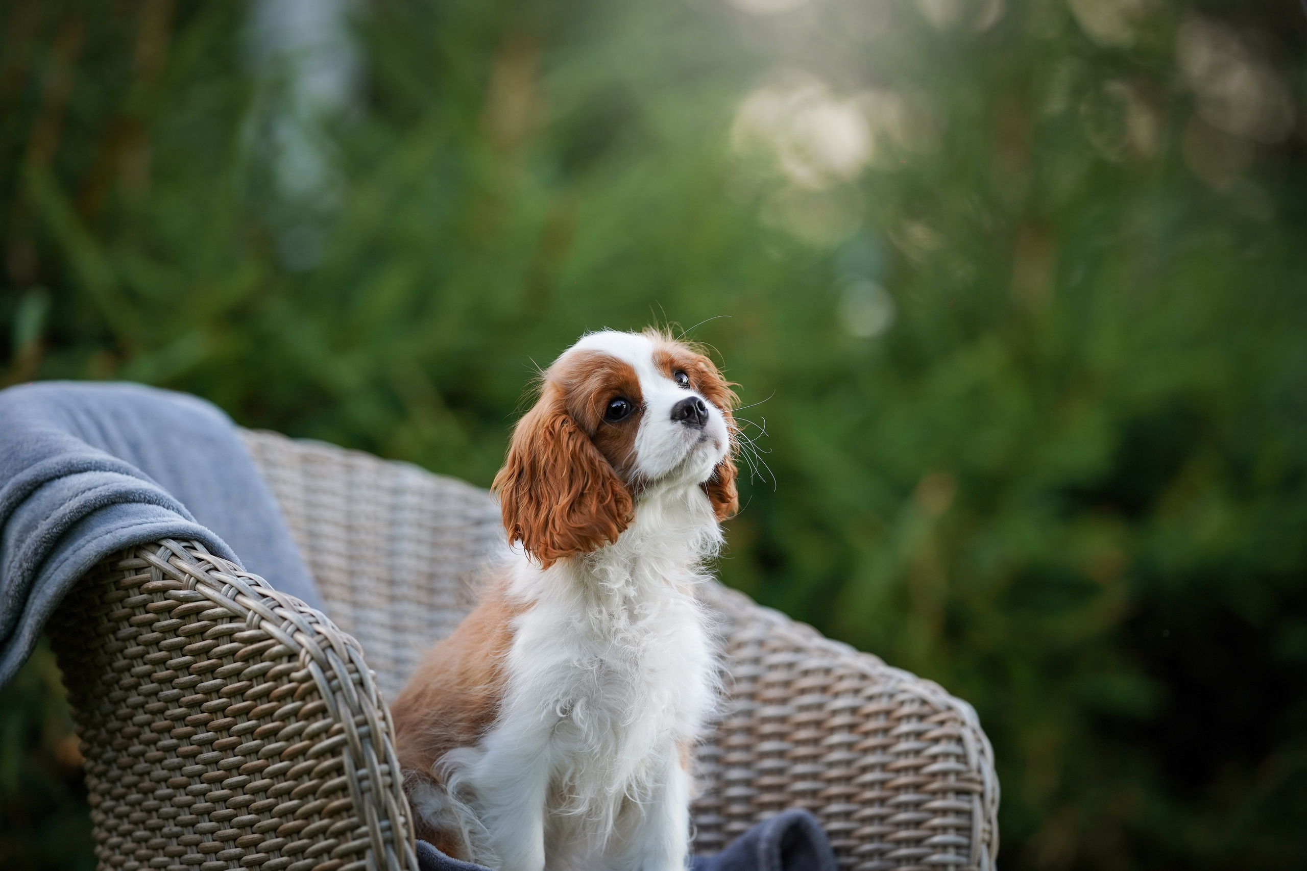Щенуля кавалера. Фотограф-анималист в Санкт-Петербурге Яна Мартынова