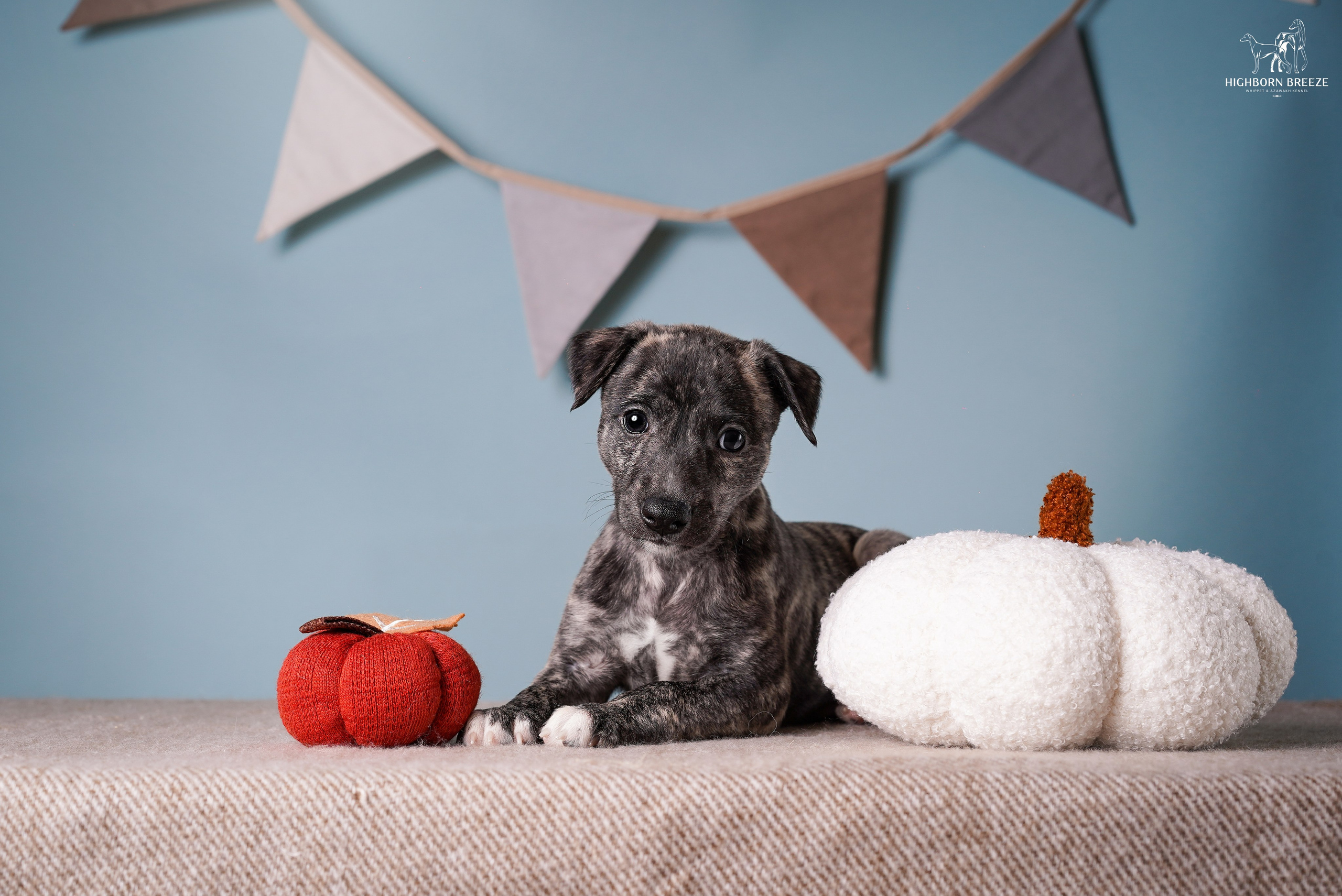 Щенки уиппета. Фотограф-анималист в Санкт-Петербурге Яна Мартынова