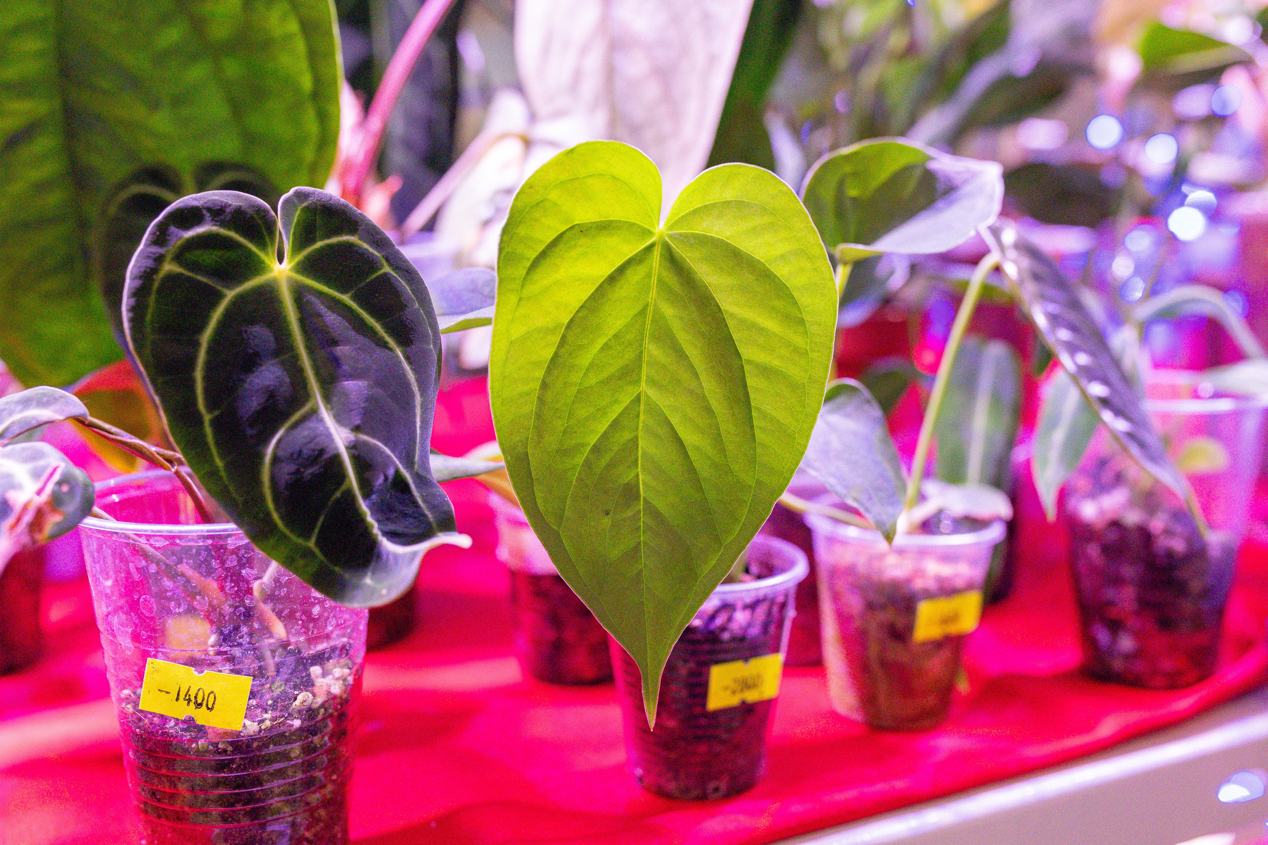 Growbox декабрь 2025. Александра Куликова фотограф, Москва