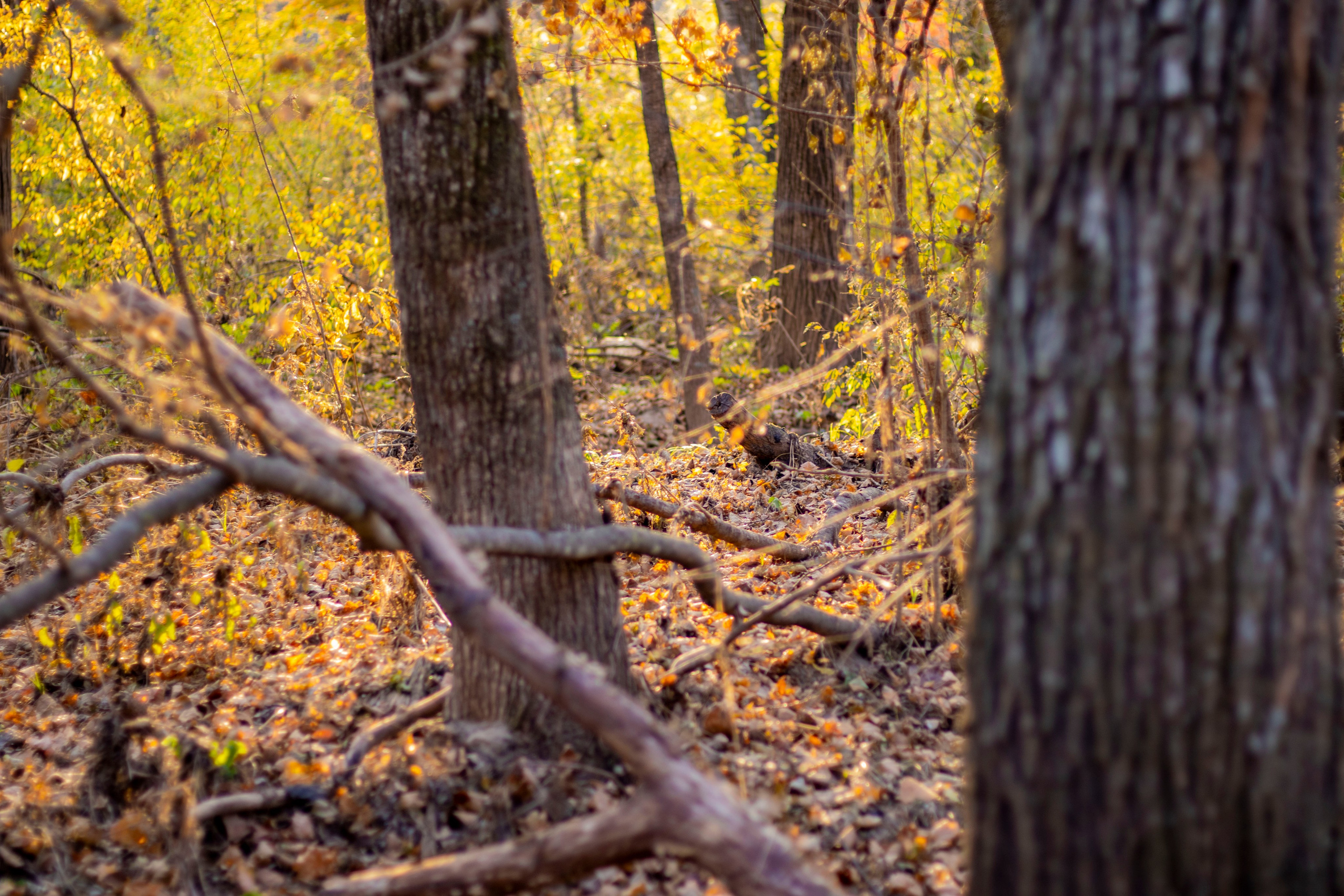 Пейзажи и Природа. Фотограф г. Владивосток