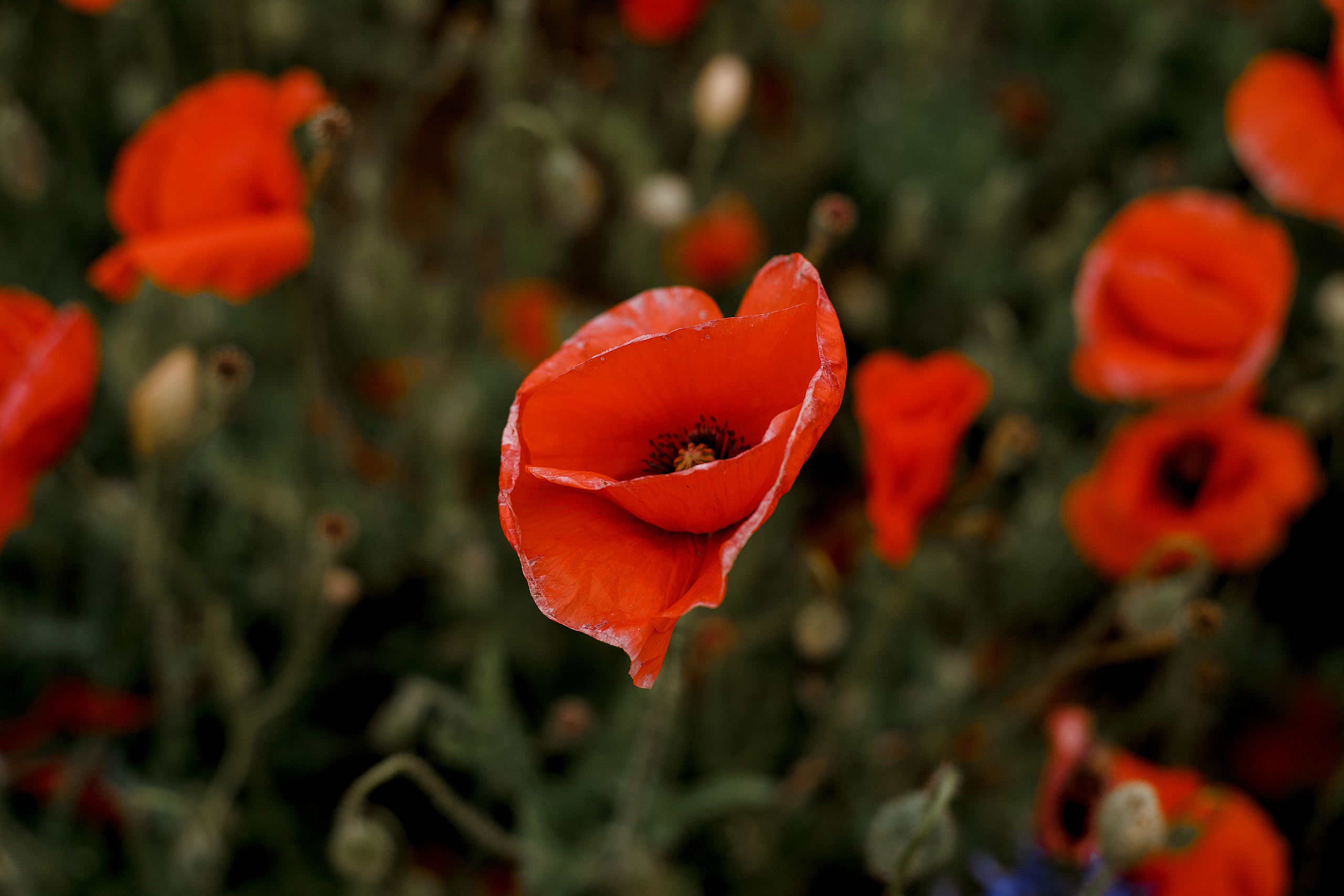 Отзывы. Свадебный фотограф Санкт-Петербург  Москва