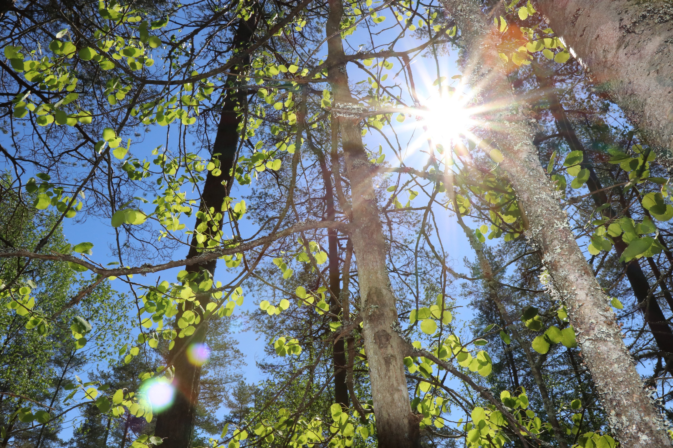 Любимое. Фотограф в Санкт-Петербурге Анна Сосновская